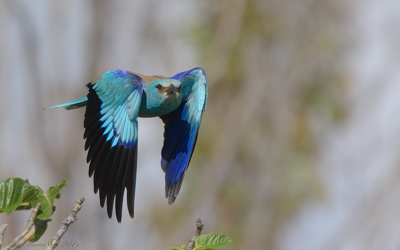 Ghiandaia marina ( Coracias garrulus) Il volo