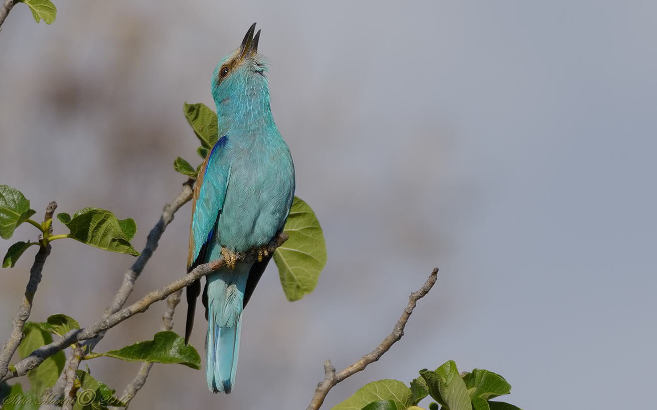 Ghiandaia marina ( Coracias garrulus) Il canto