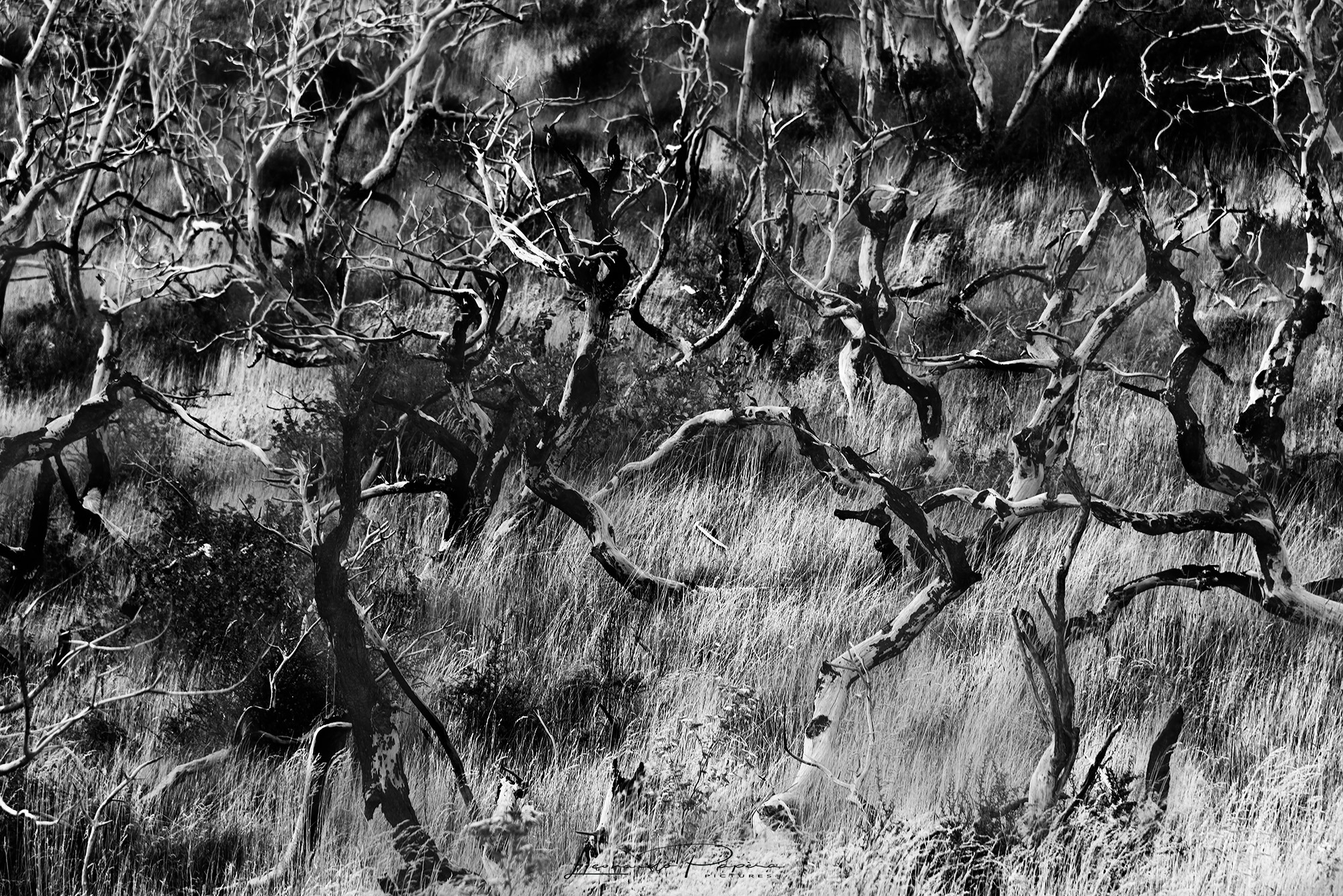 L'Alba dei Morti Viventi