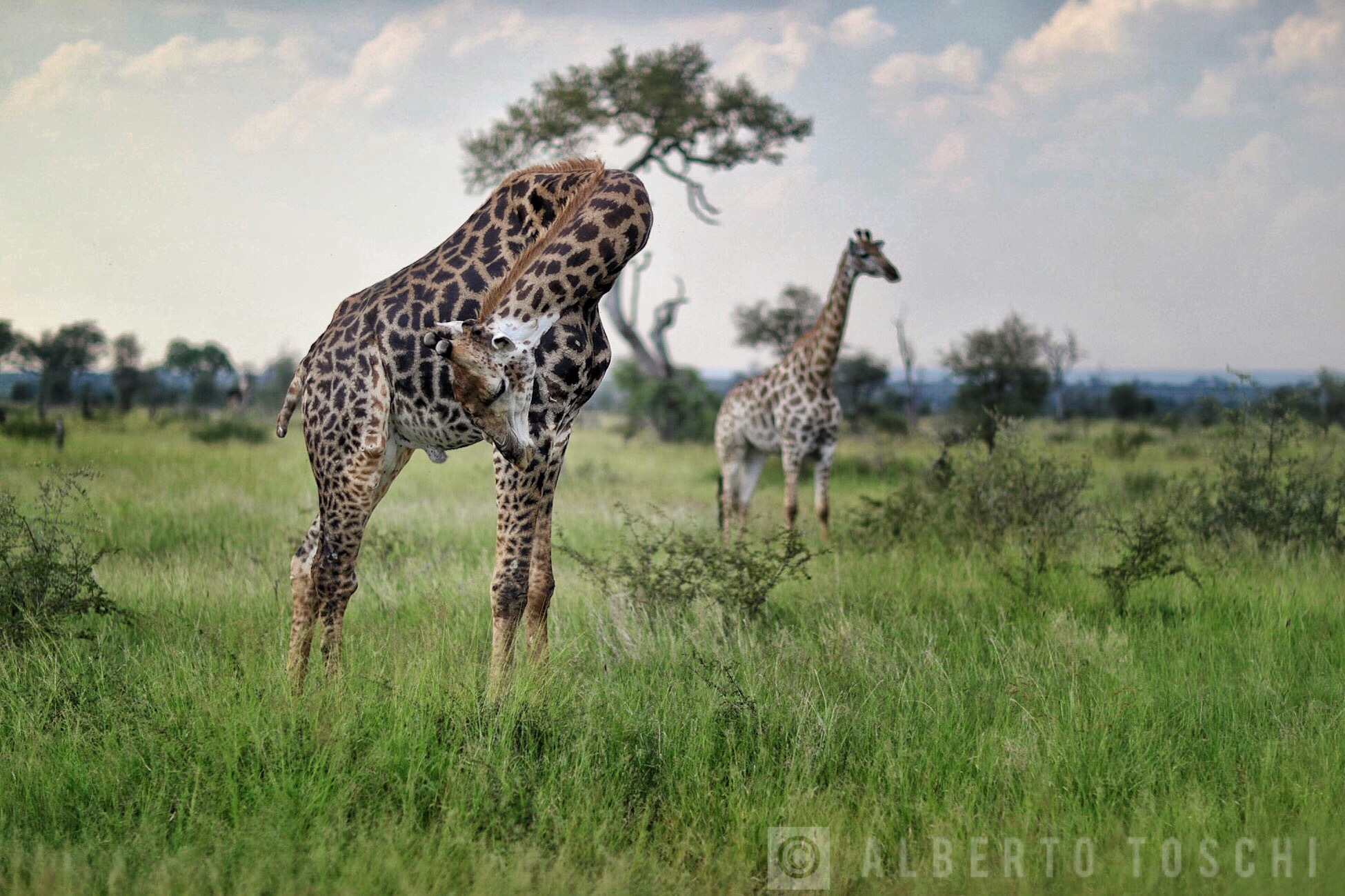 Giraffes