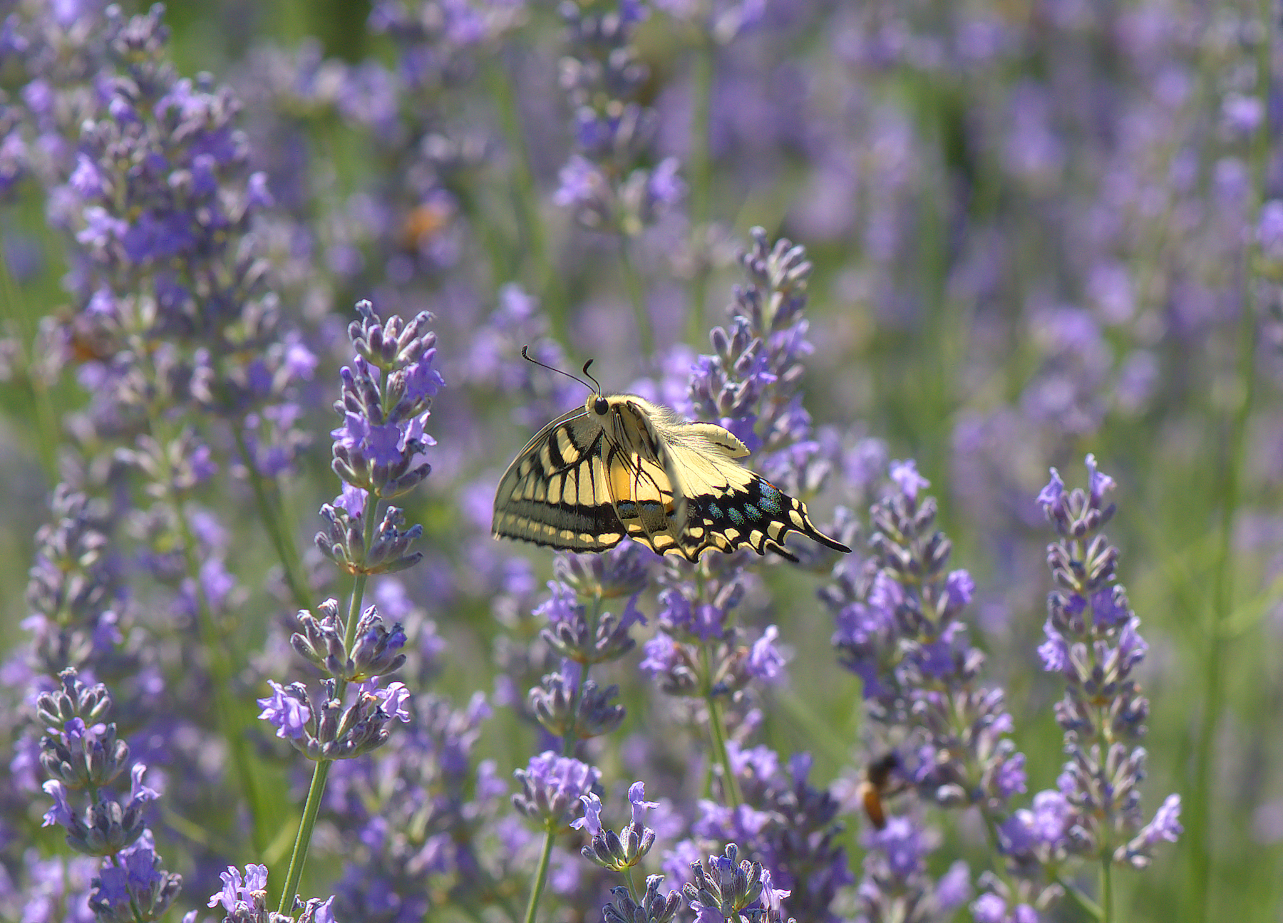 Papilio Machaon