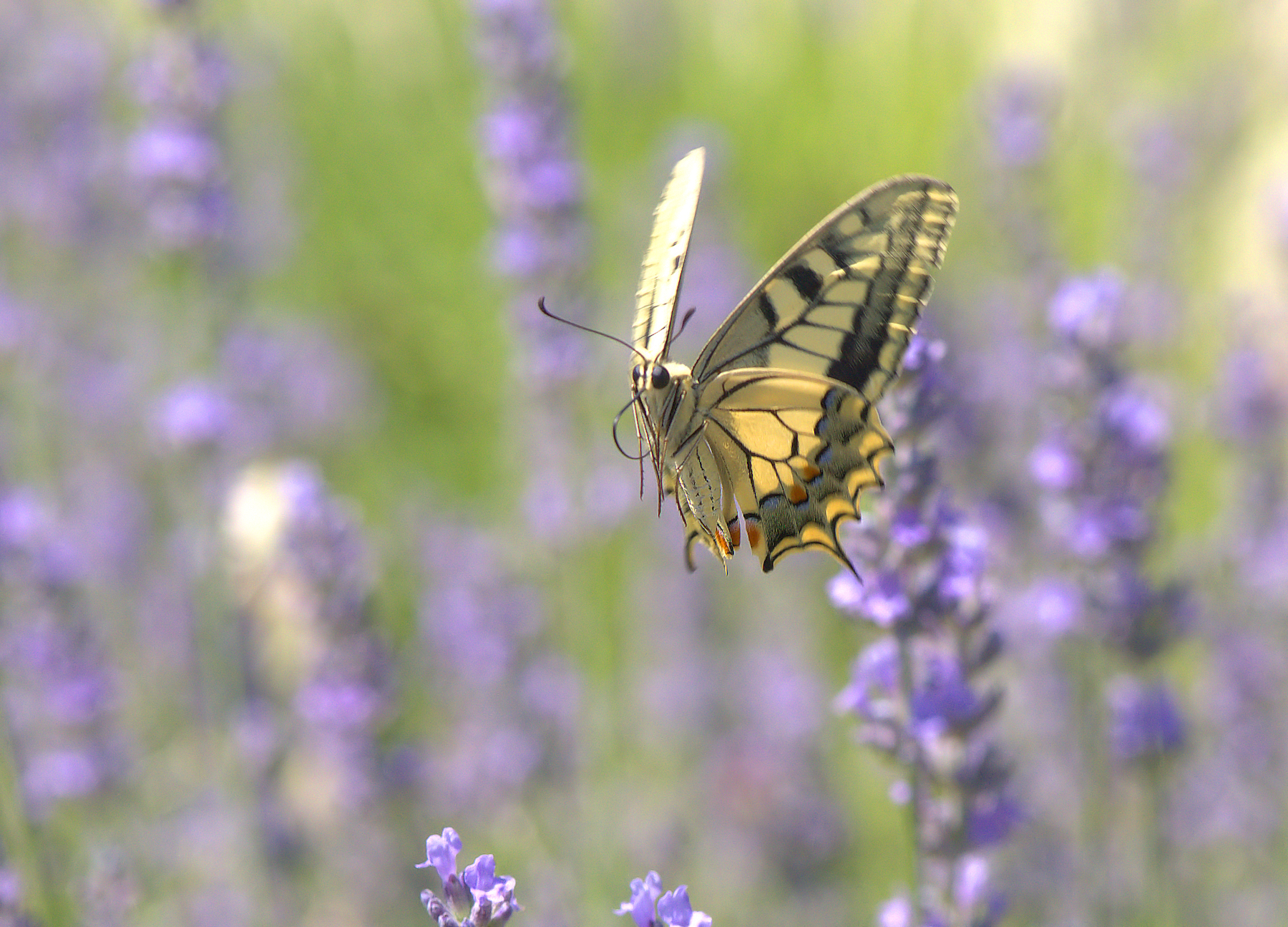Papilio Machaon