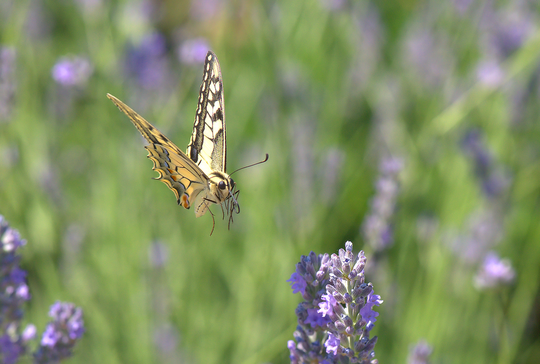 Papilio Machaon