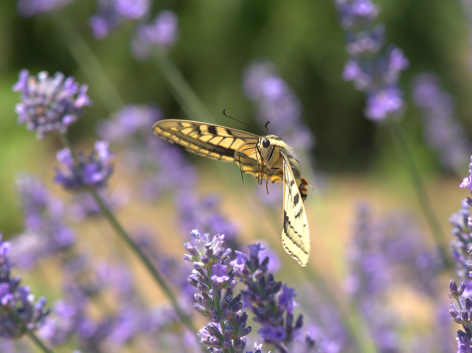 Papilio Machaon