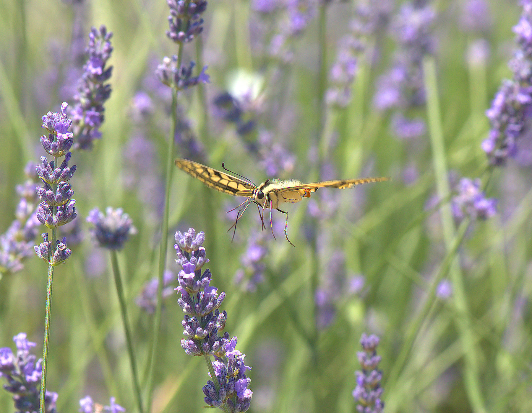 Papilio Machaon