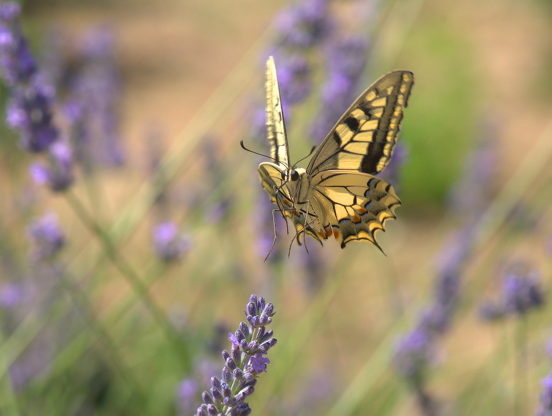 Papilio Machaon