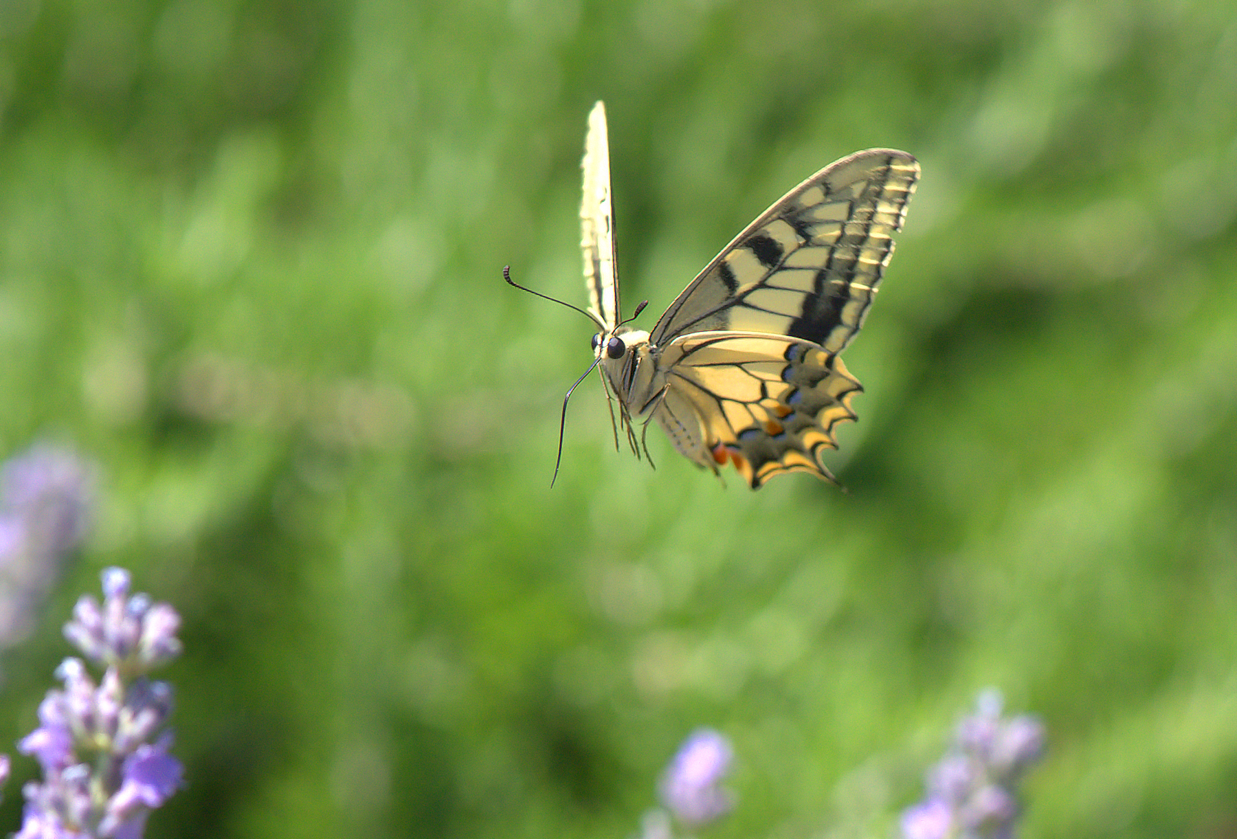 Papilio Machaon
