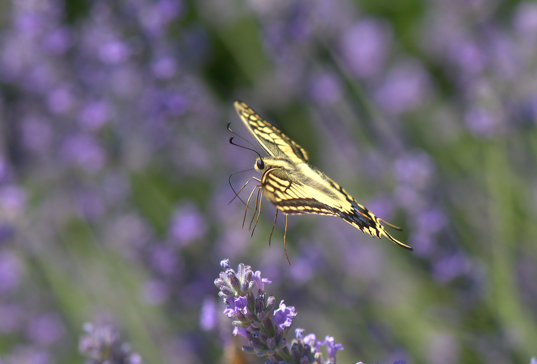 Papilio Machaon