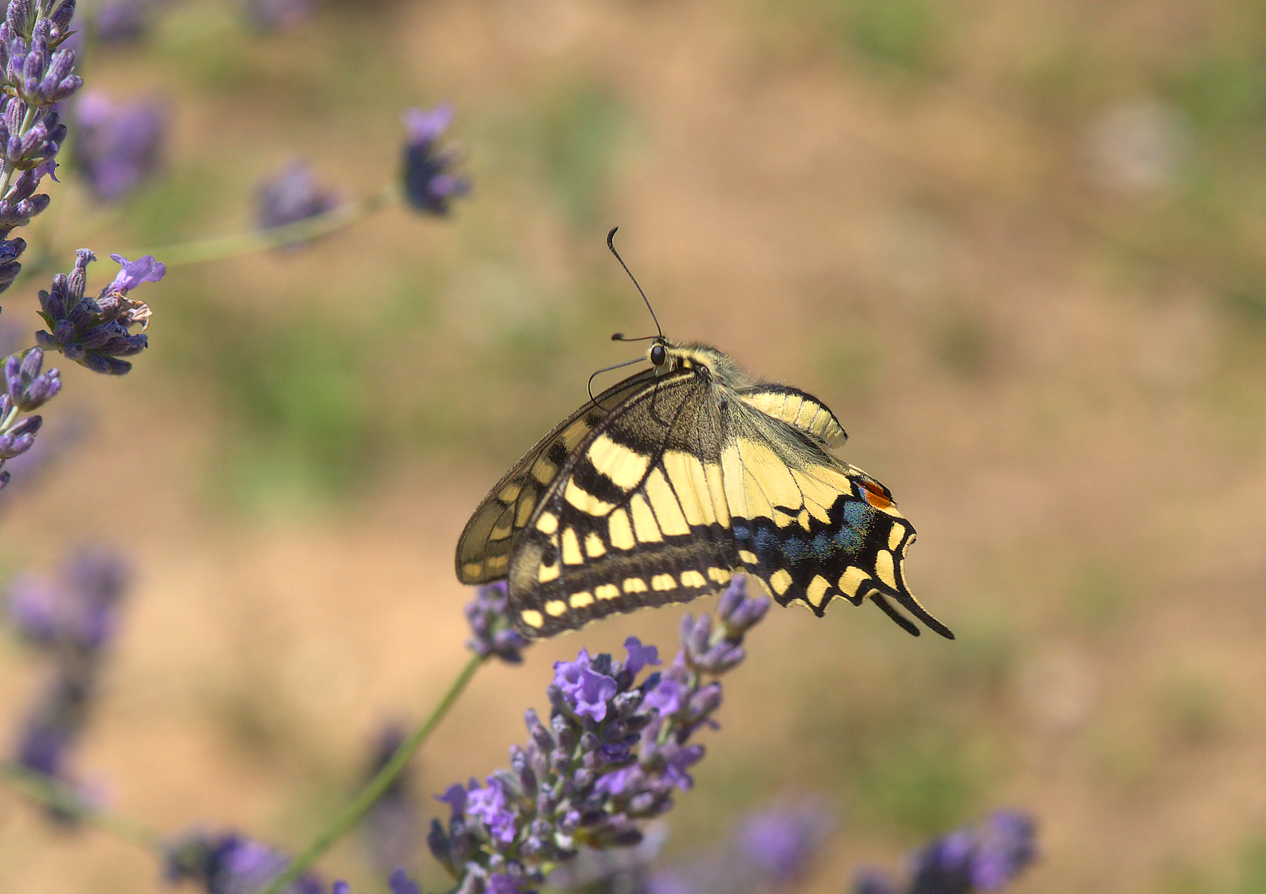 Papilio Machaon