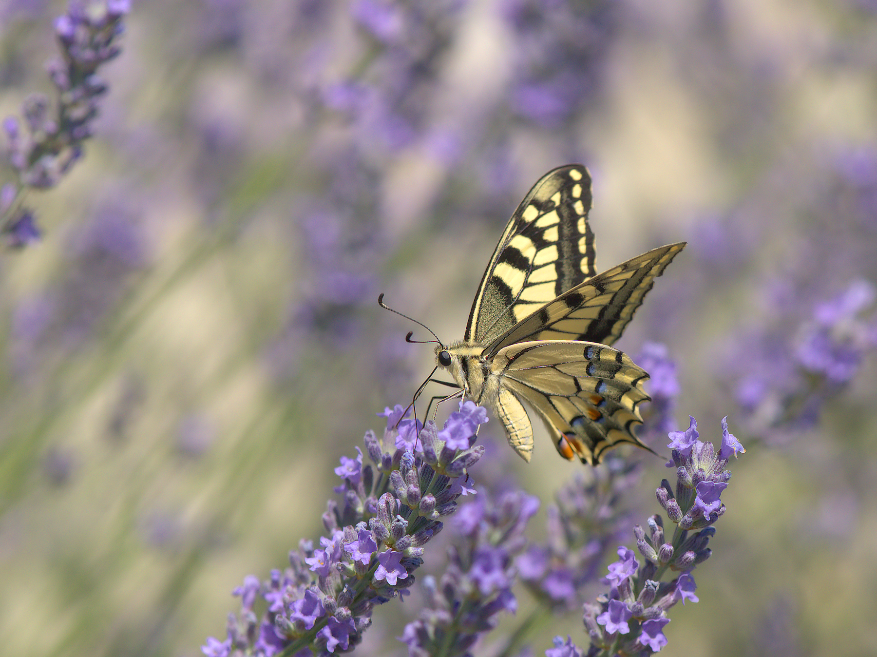 Papilio Machaon