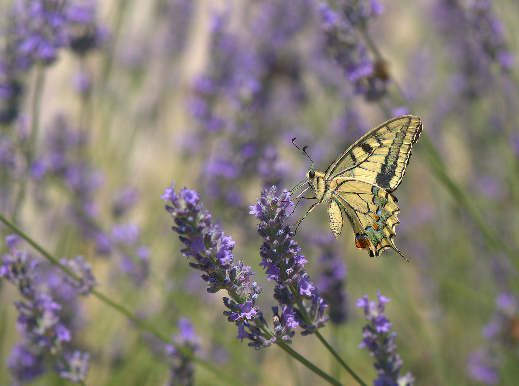 Papilio Machaon