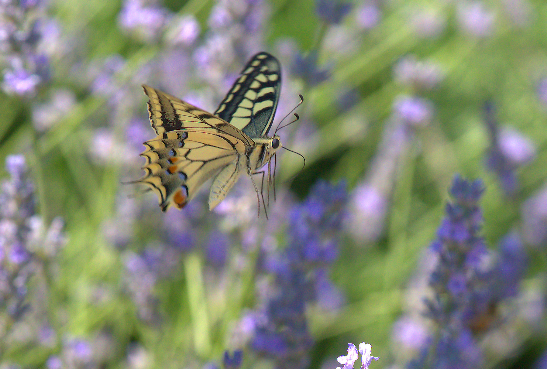 Papilio Machaon
