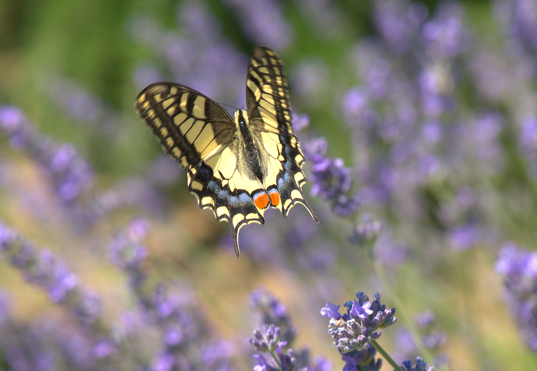 Papilio Machaon