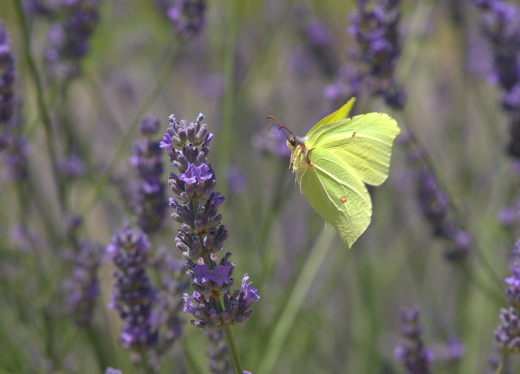 Butterfly Rhamni Male
