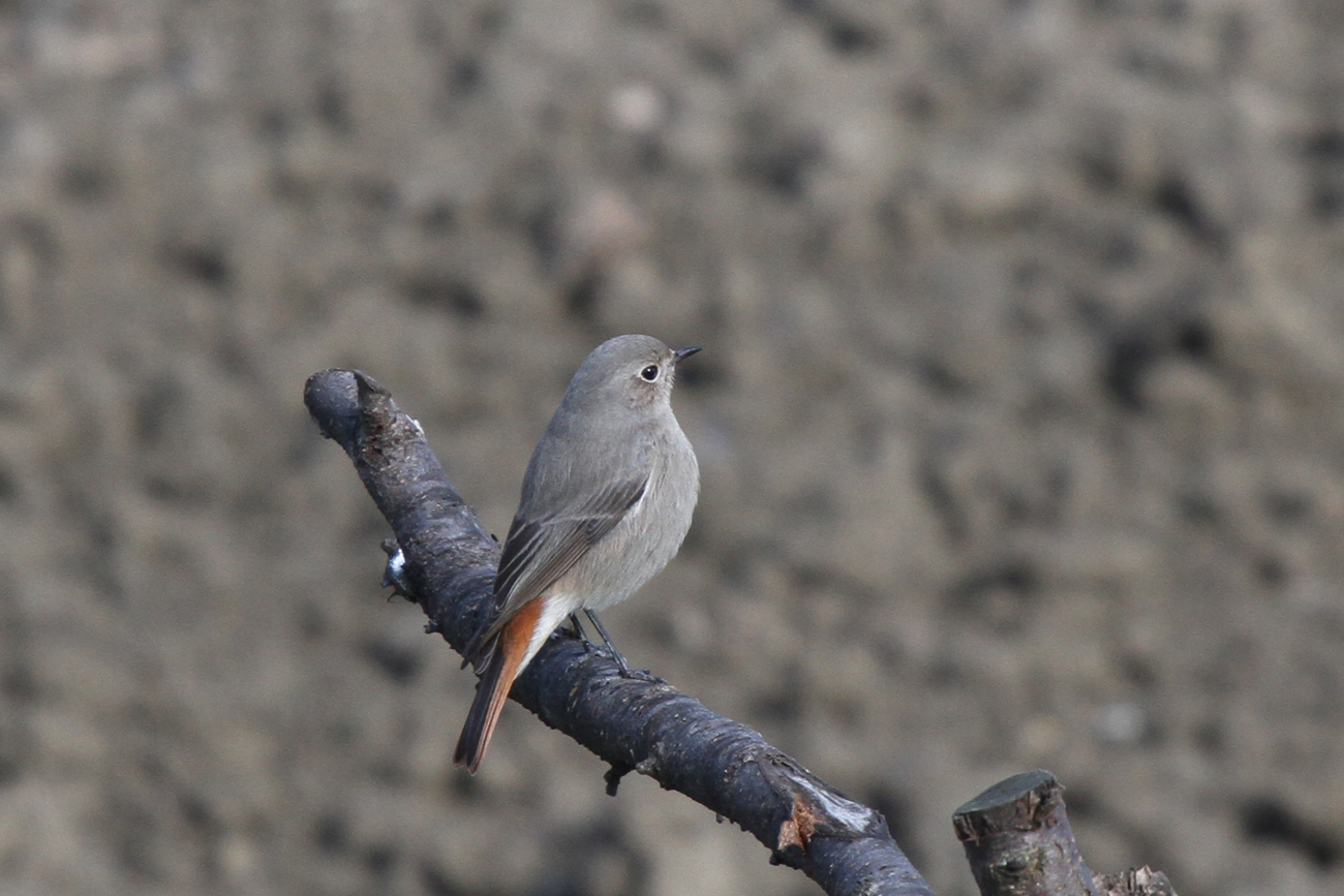 Black Redstart