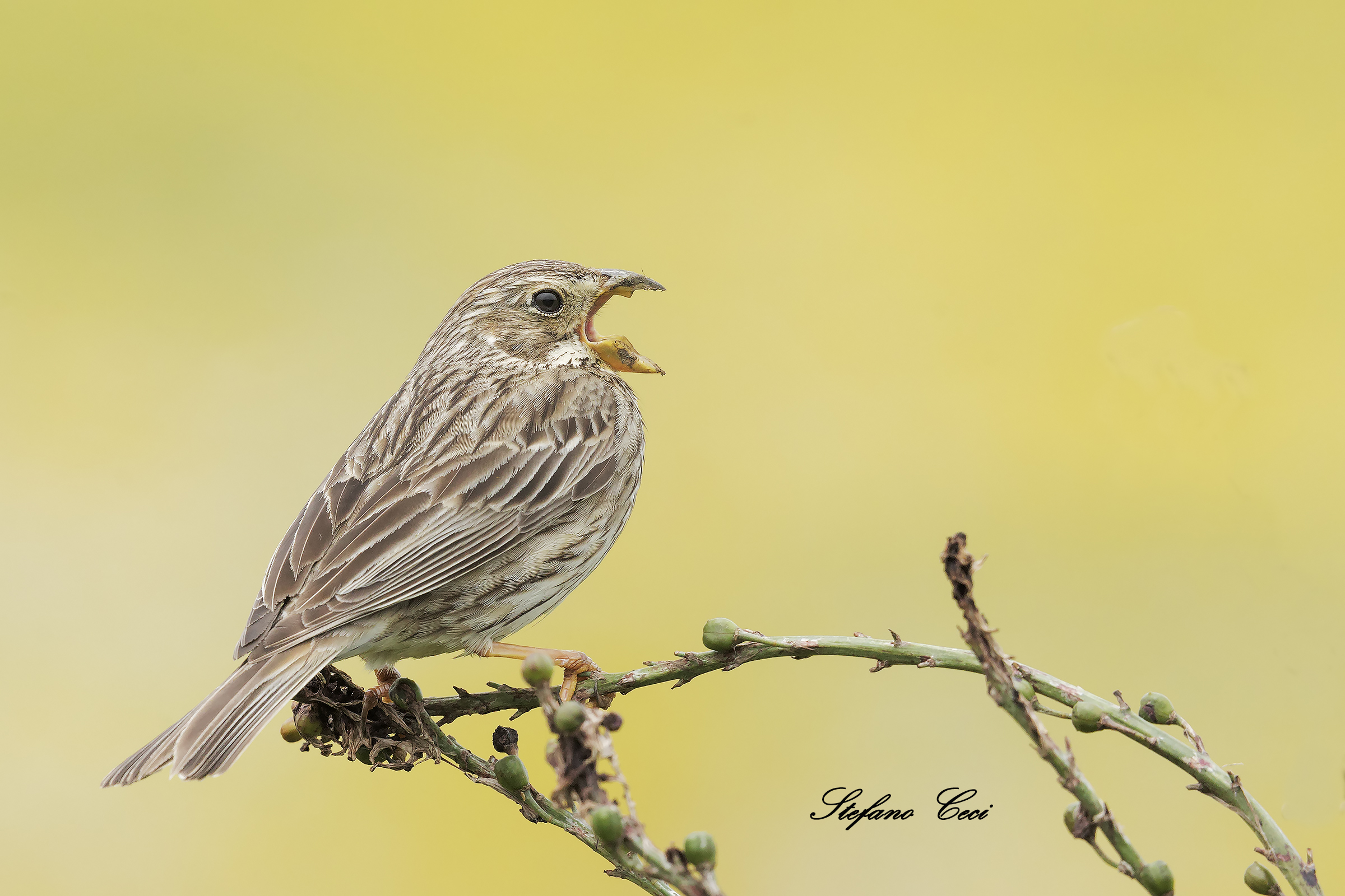 Lo strillozzo e il canto
