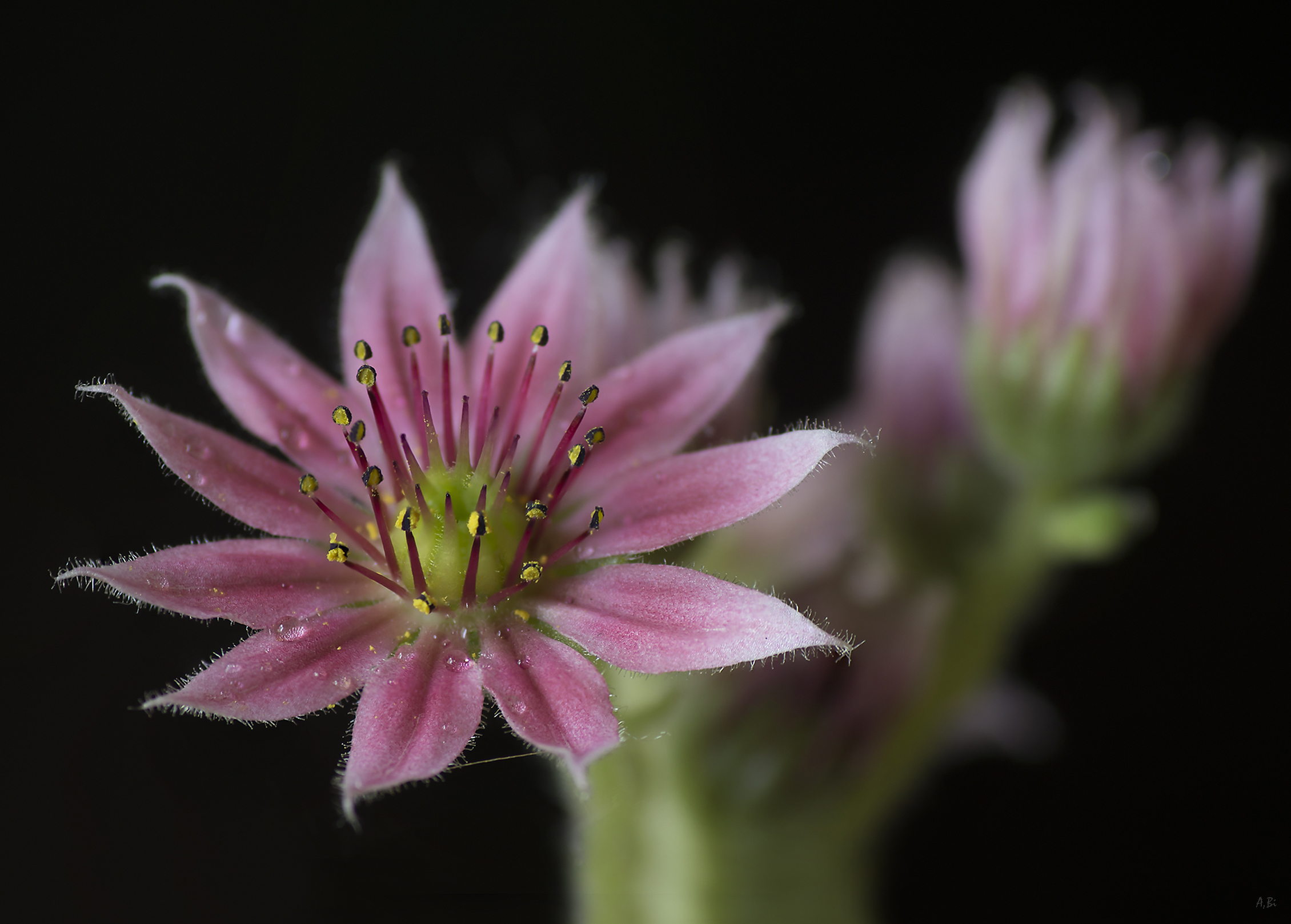 Sempervivum Arachnoideum