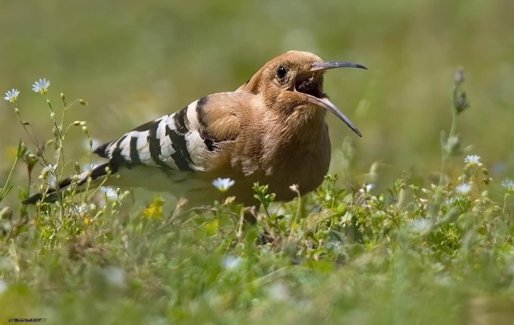 Hoopoe