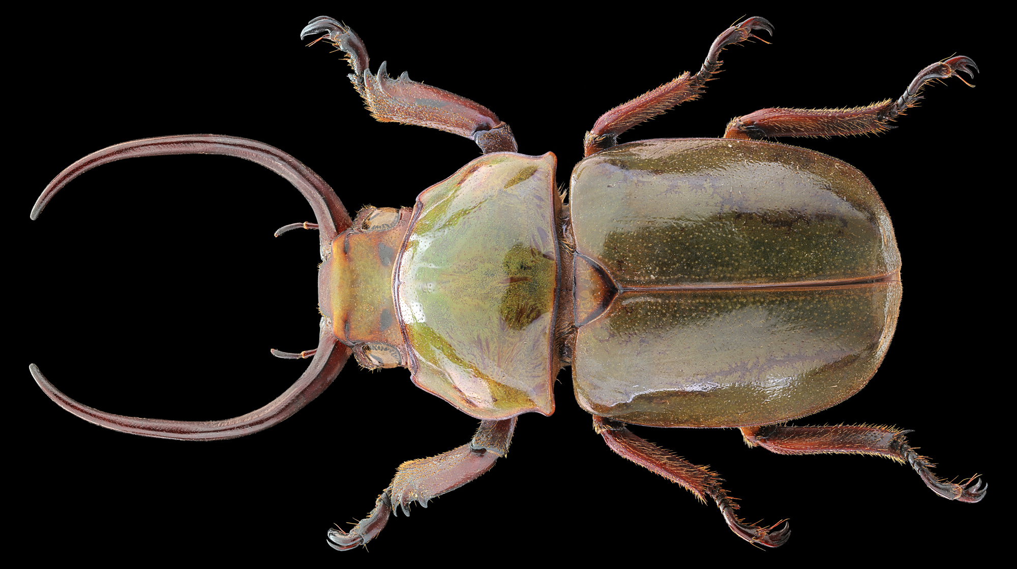 Kibakoganea Tamdaoensis Minor