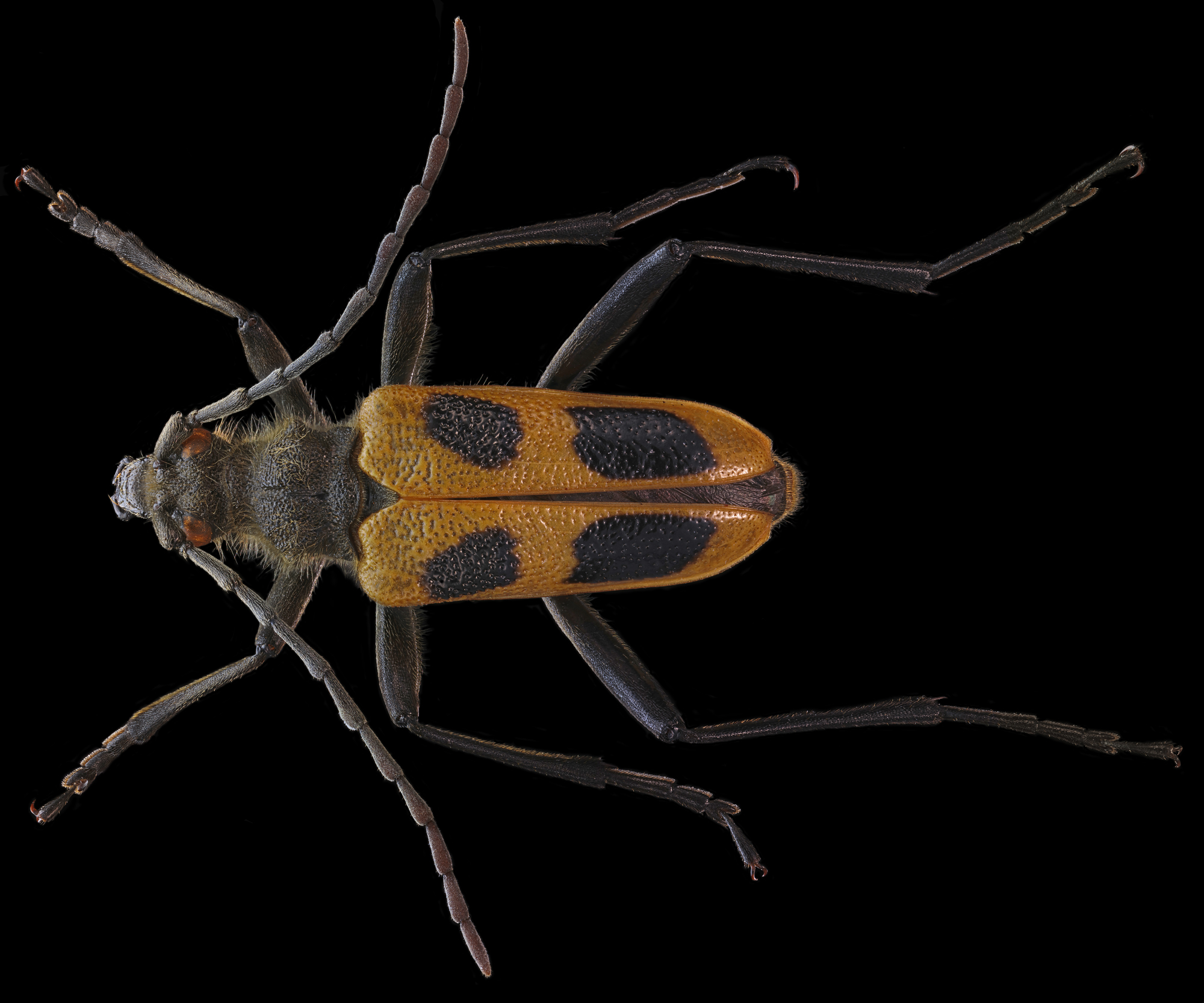 Pachyta Quadrimaculata