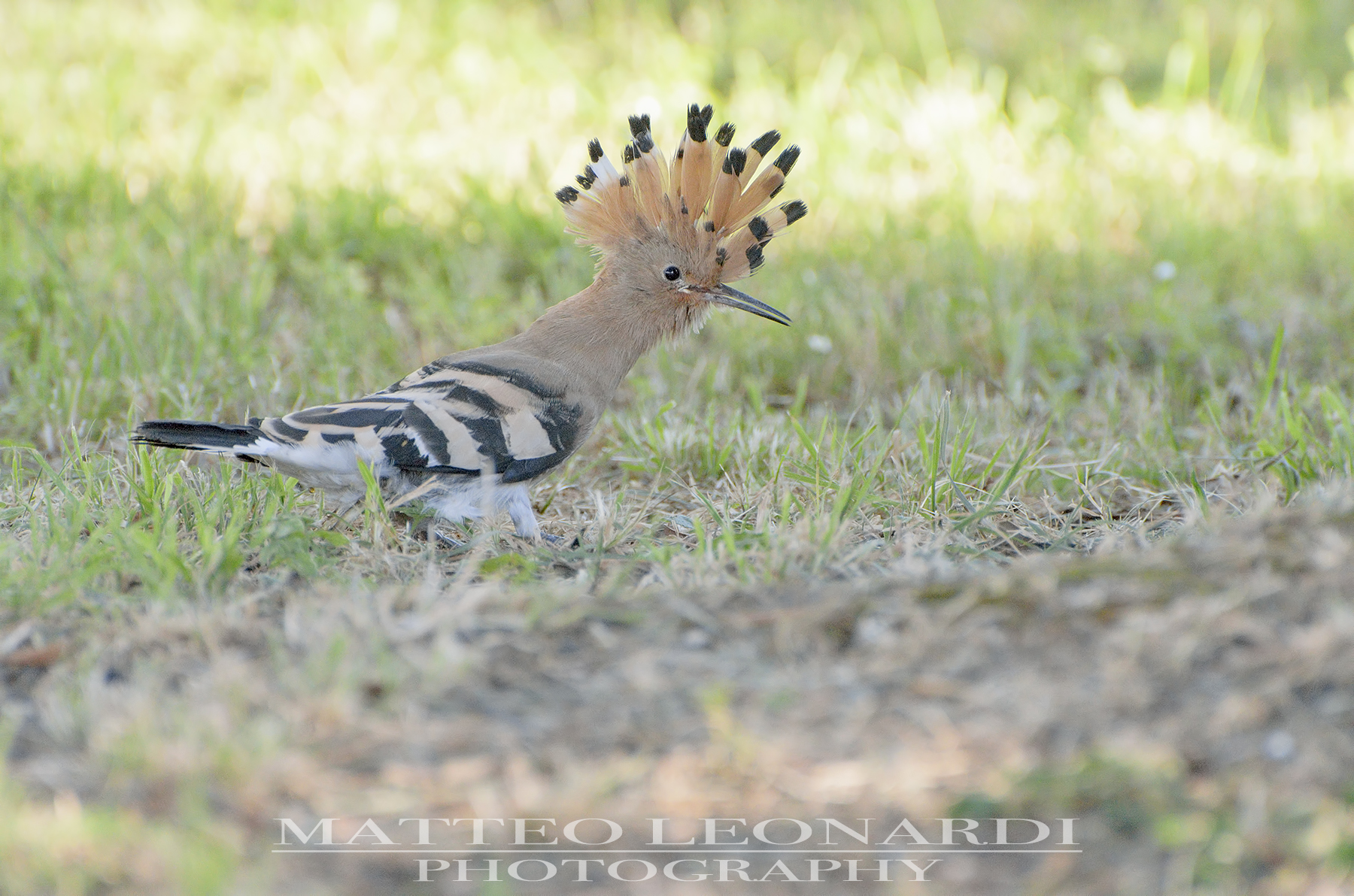 Young Hoopoe