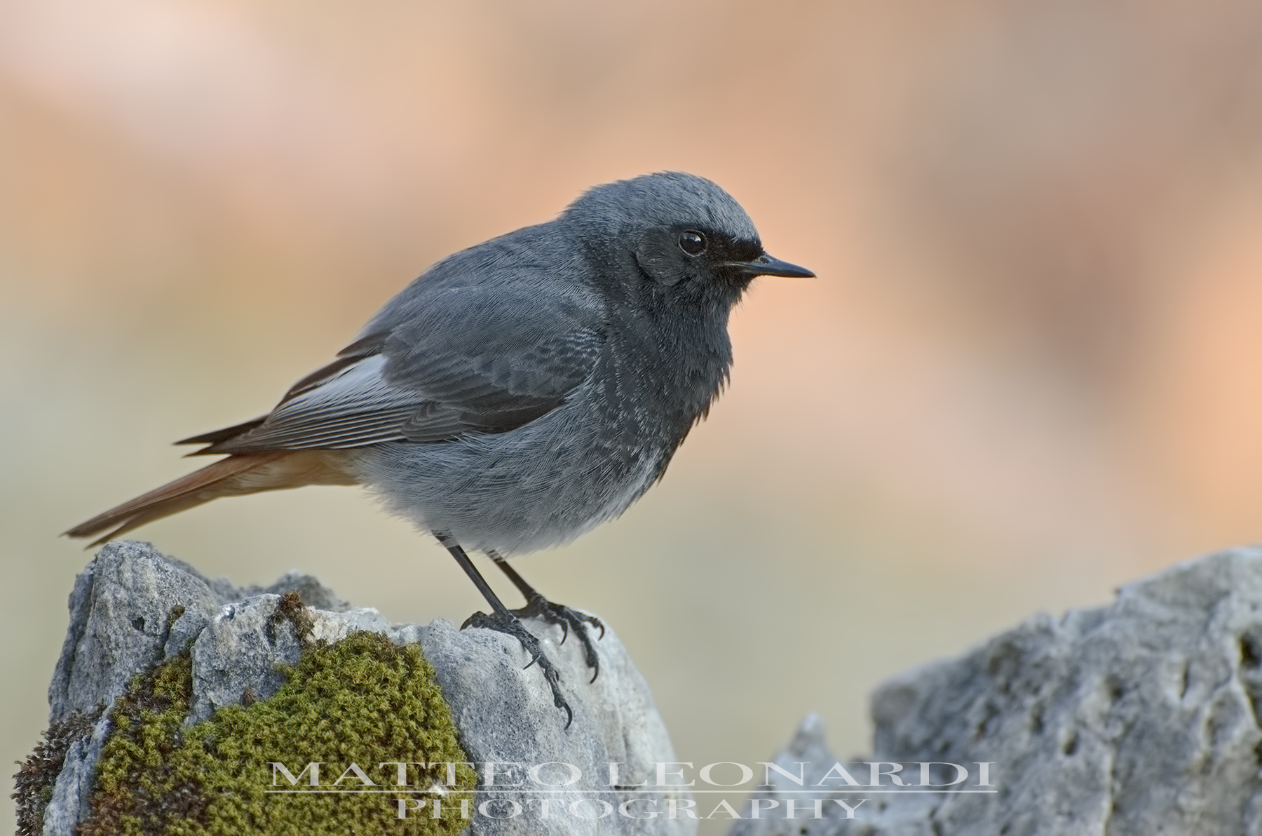 Codirosso Spazzacamino