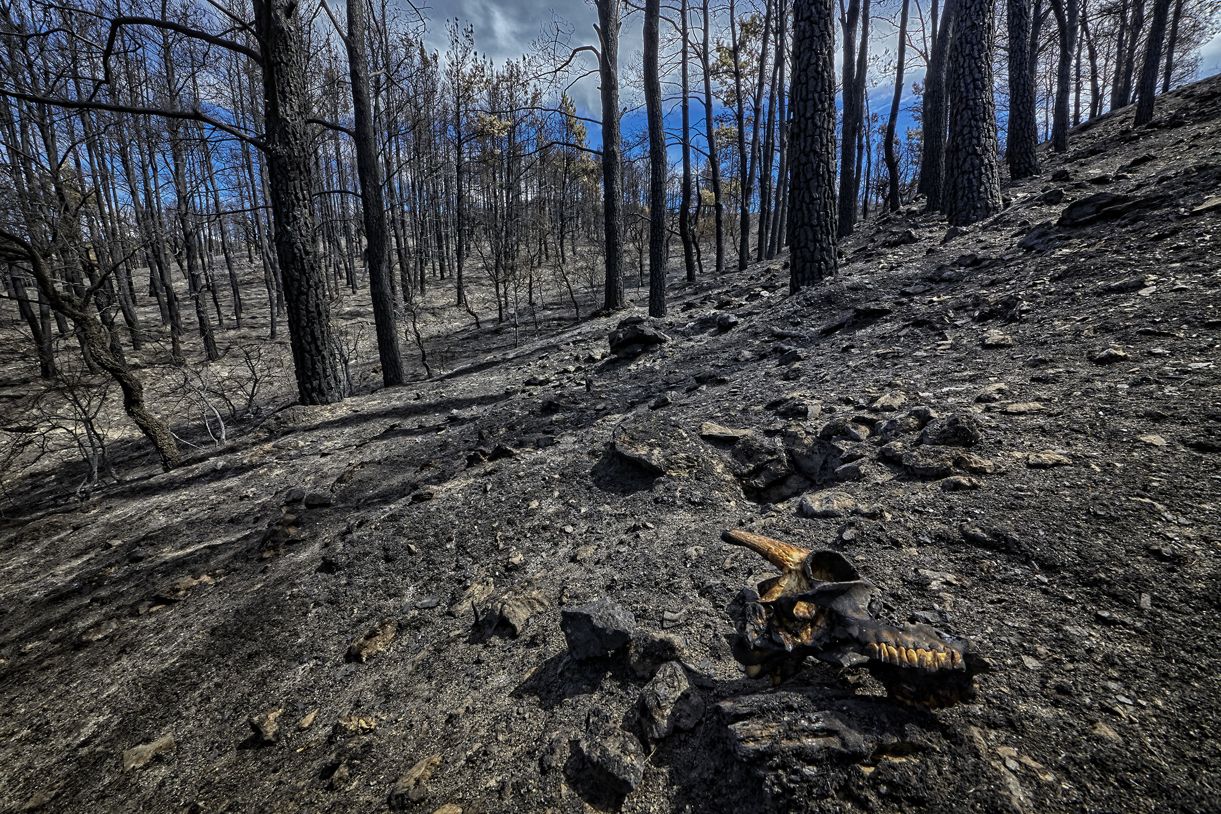 Reload of "The Burning Wood"