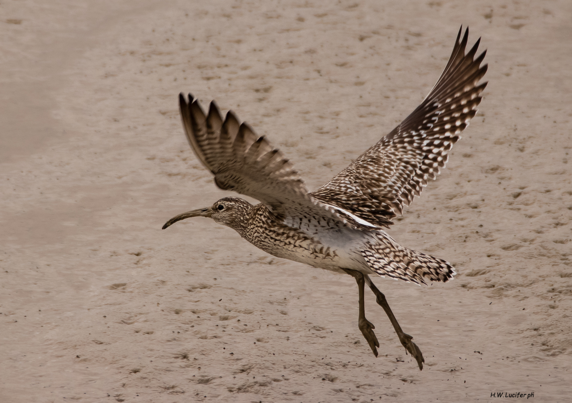 The inflight of the little