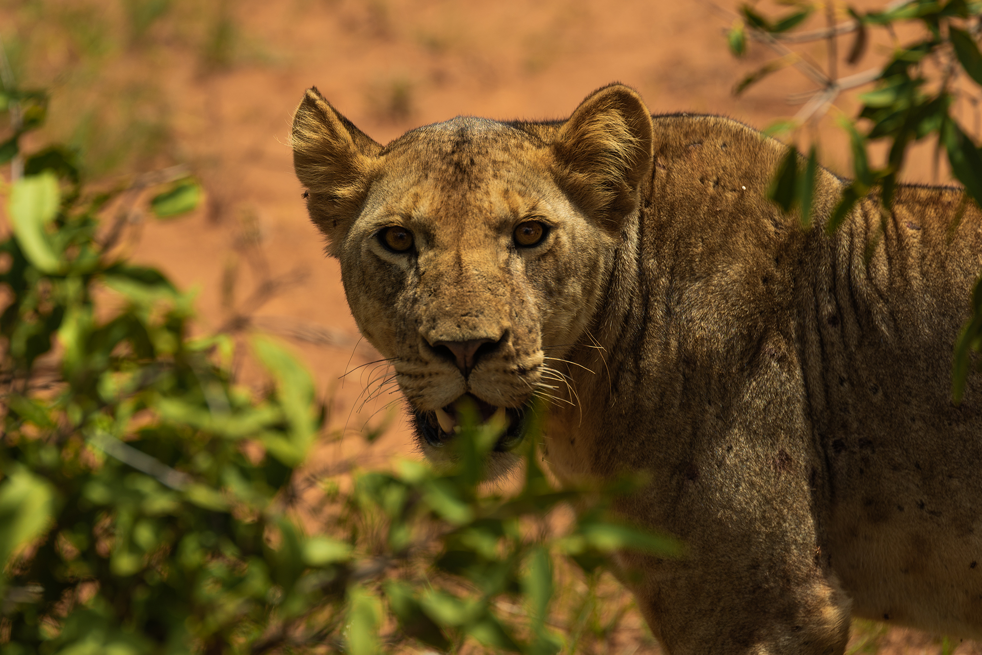 Tsavo east - Leonessa
