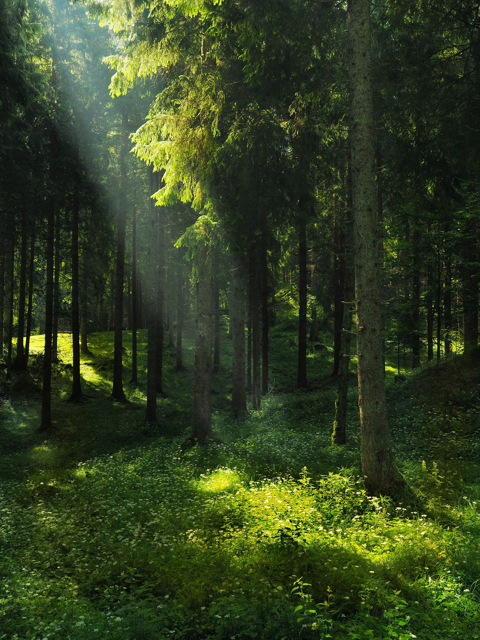 La magia del Cansiglio