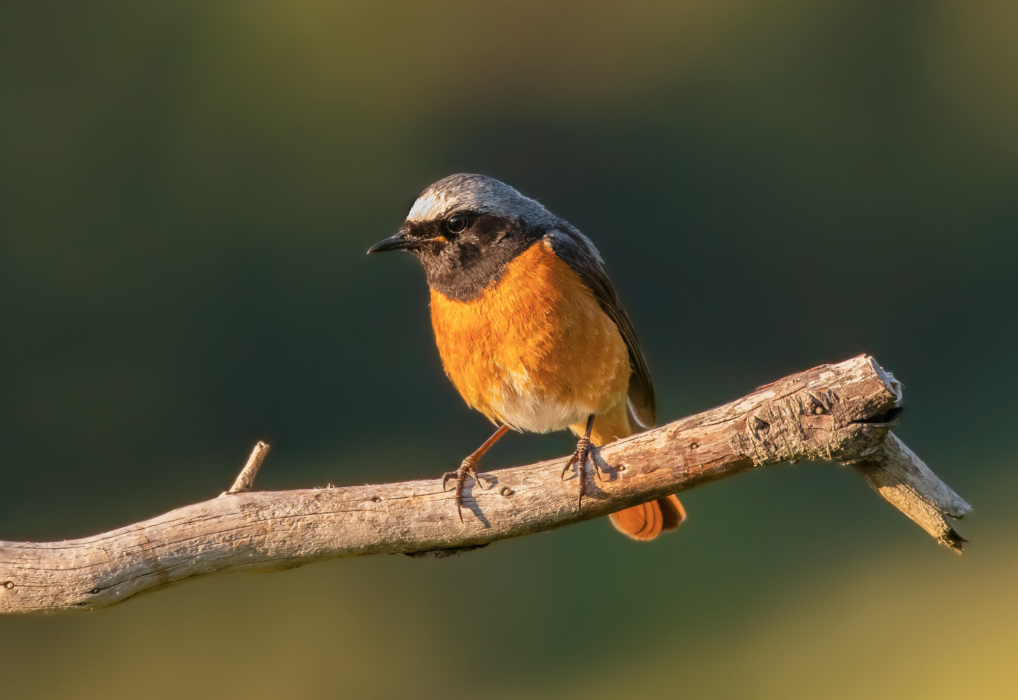 Redstart in the morning light