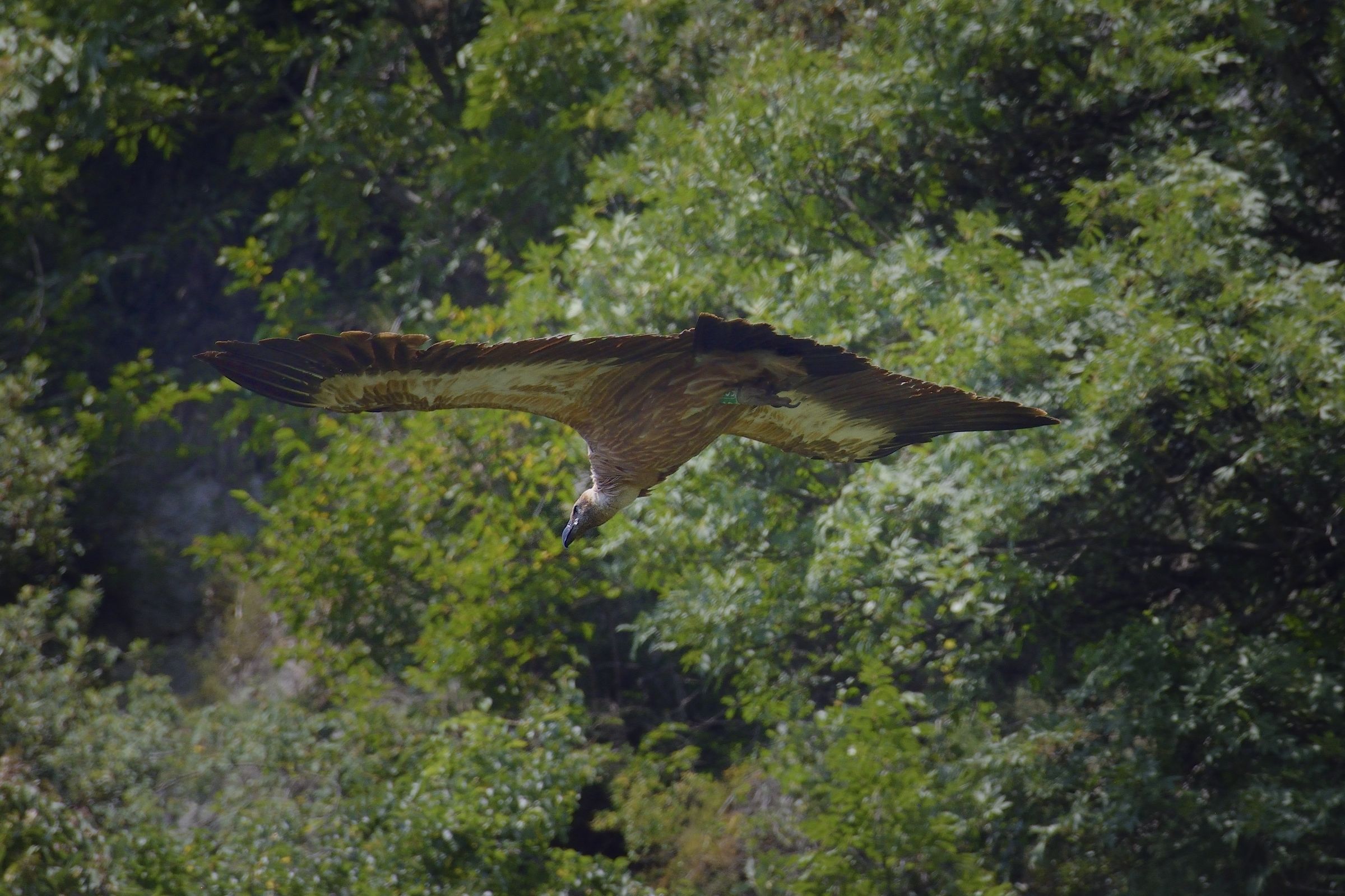 In search of the thermal...