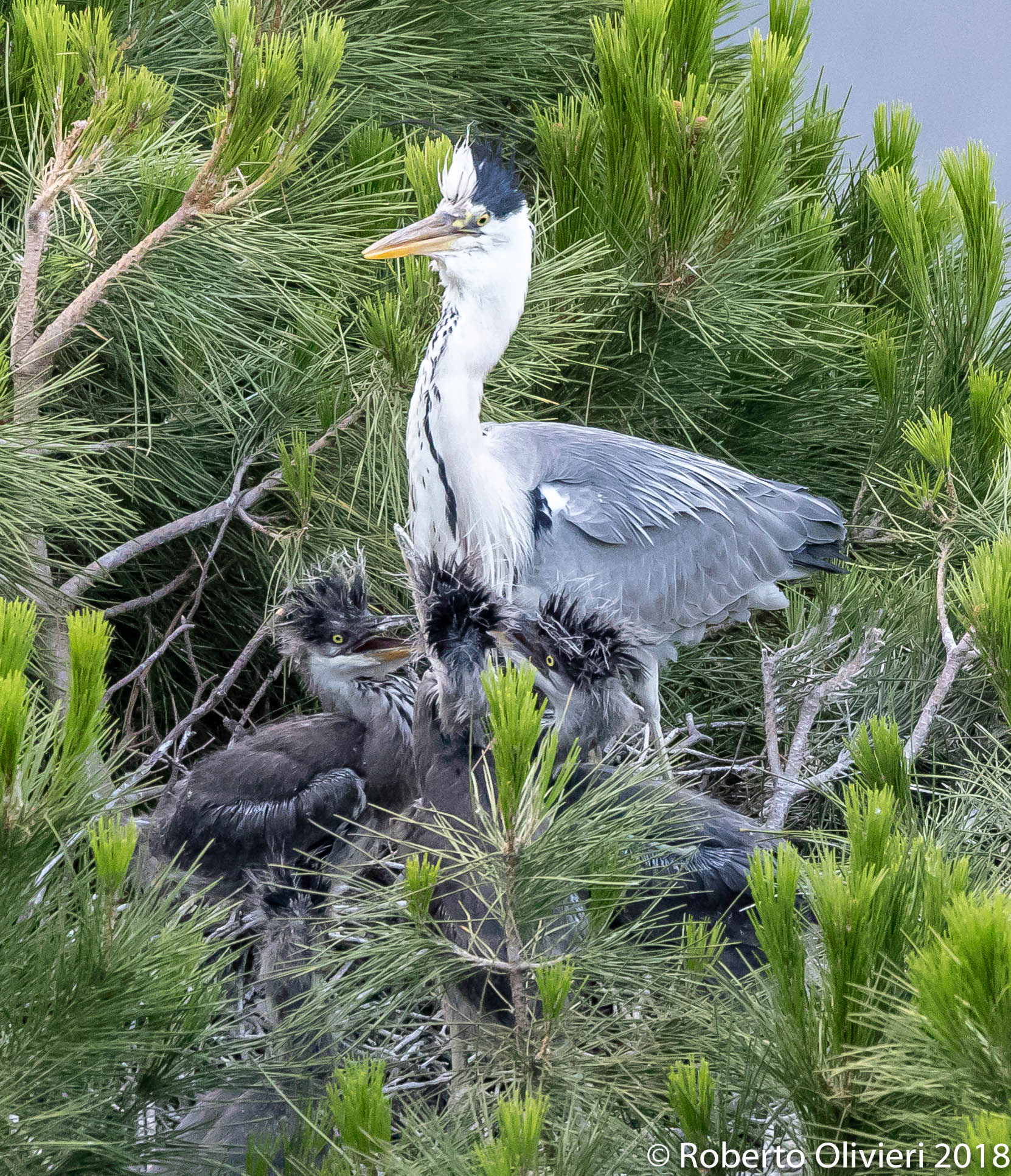 Nido di Aironi cenerini con mamma e prole....