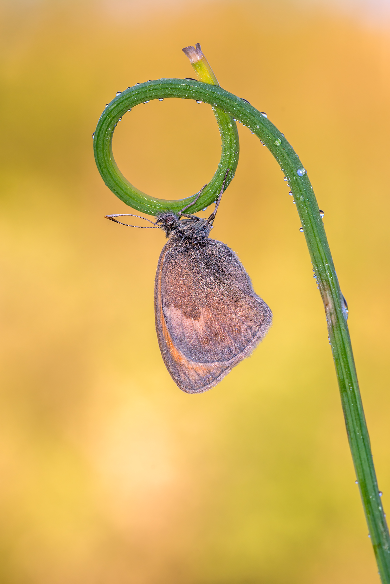 Coenonympha pamphilius