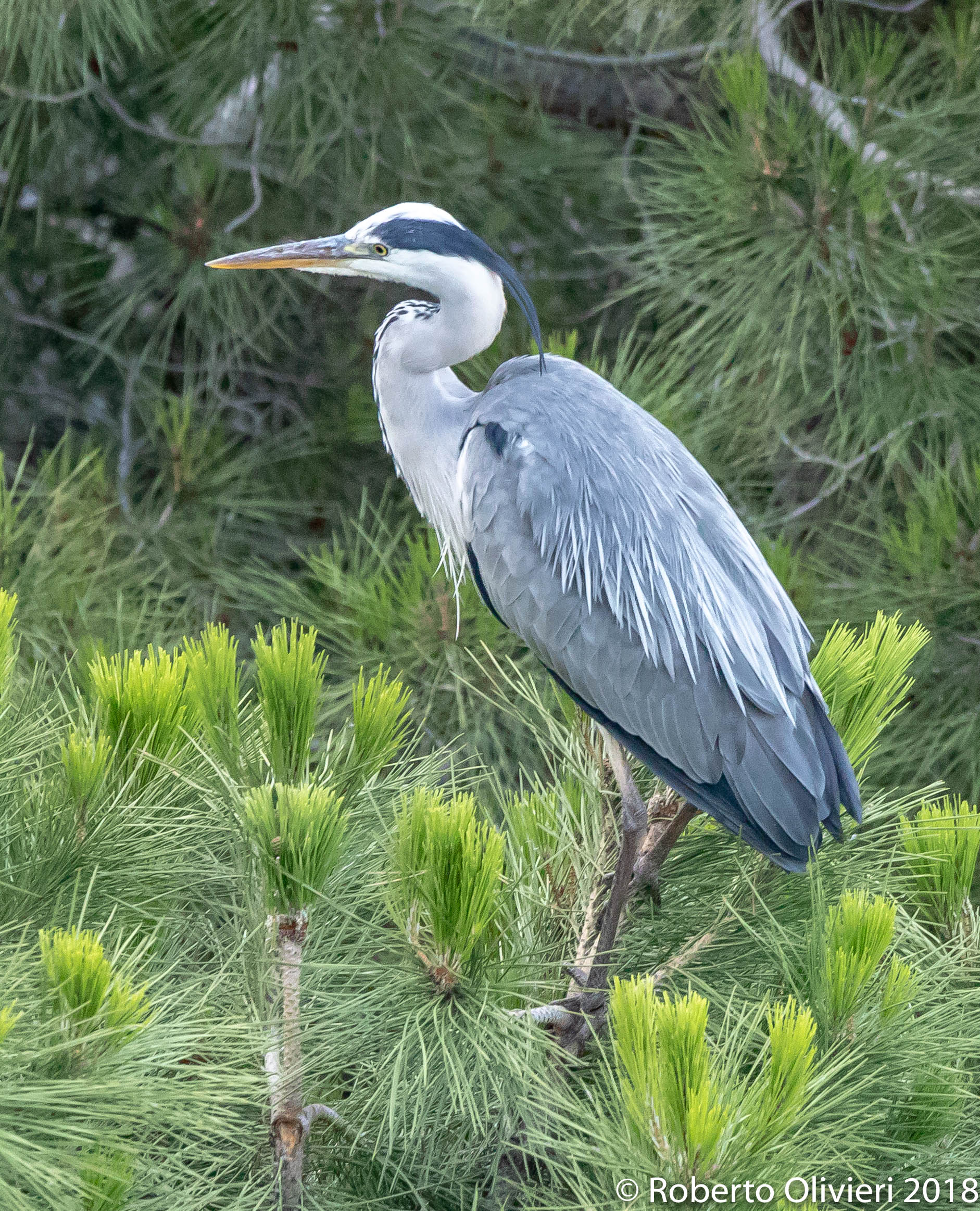 Airone Cenerino .....