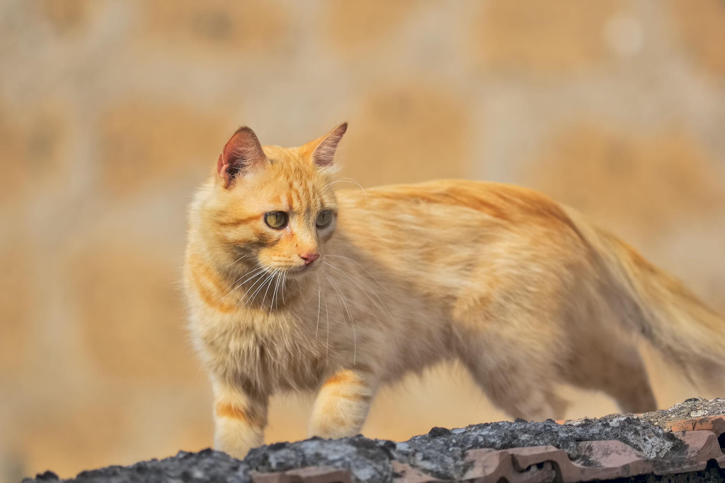 The Neighborhood Cat