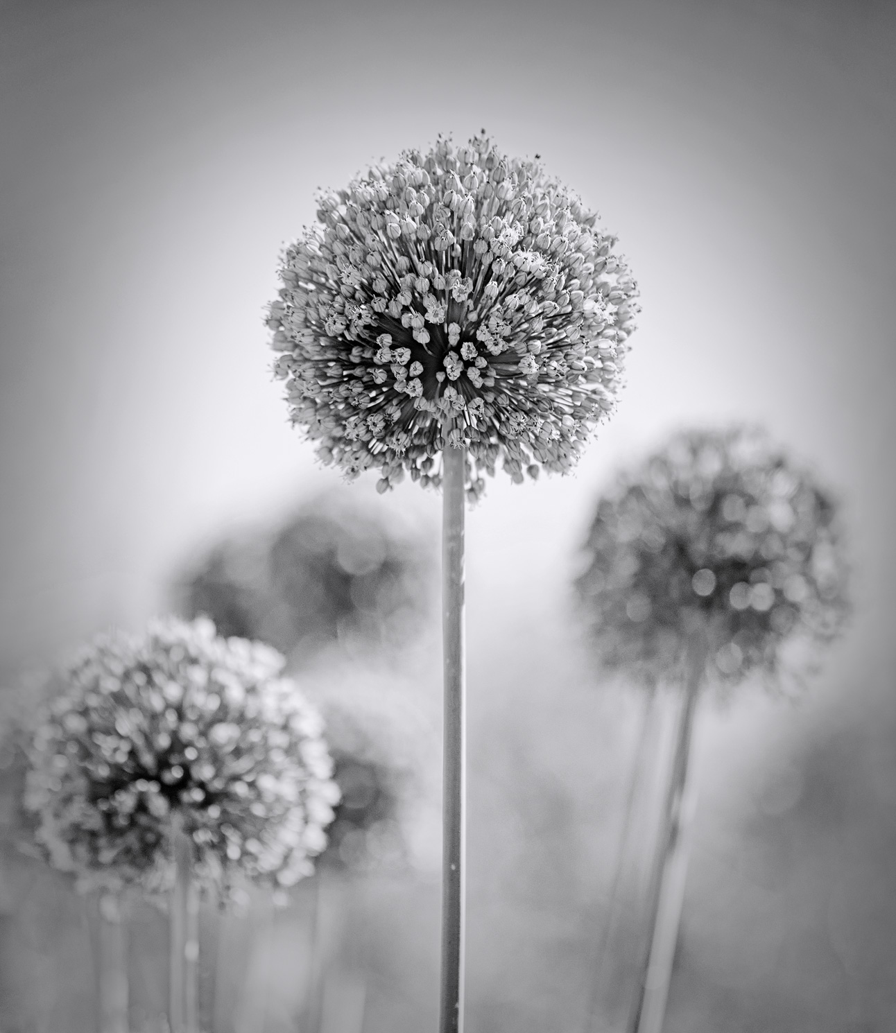 Aglio in sfumature di grigio