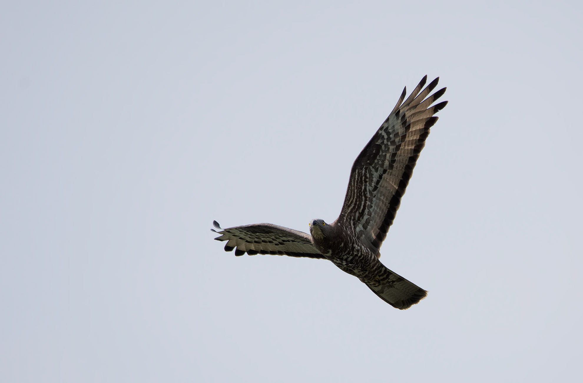 Falco Pecchiaiolo - Controluce -