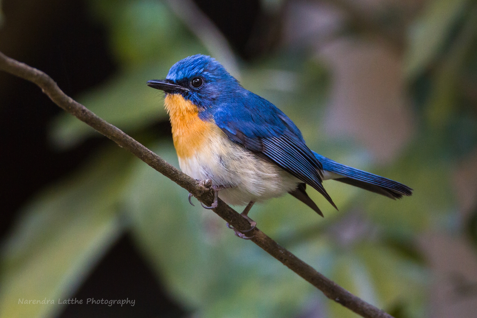 Tickle's Blue Flycatcher