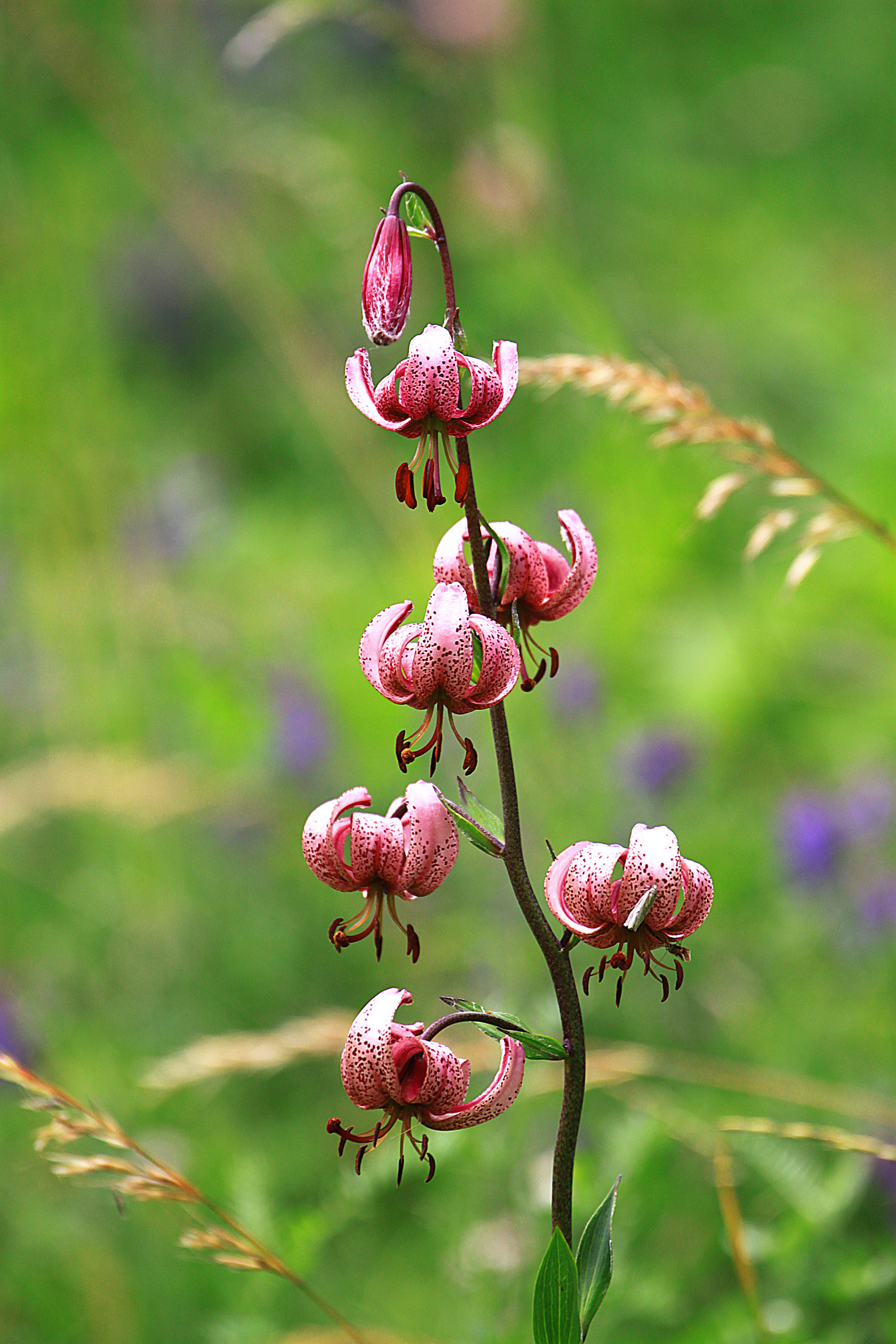 canon 500 d - 180 sigma macro lens