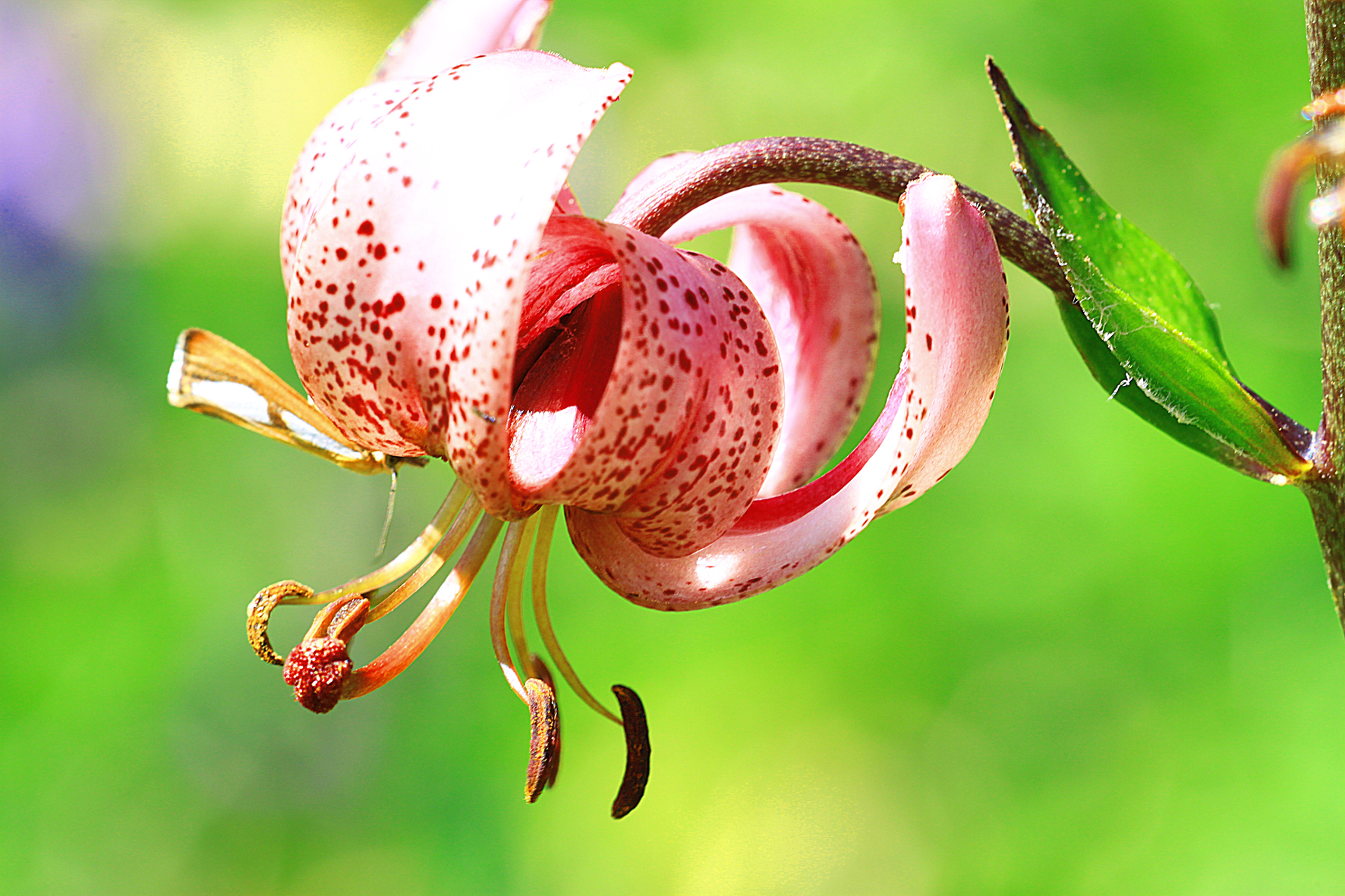 canon 500 d - 180 sigma macro lens