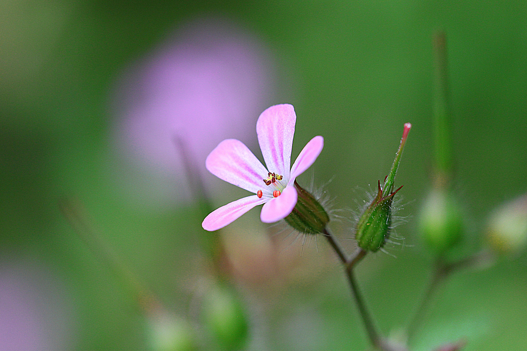 canon 500 d - obbiettivo canon 100 macro