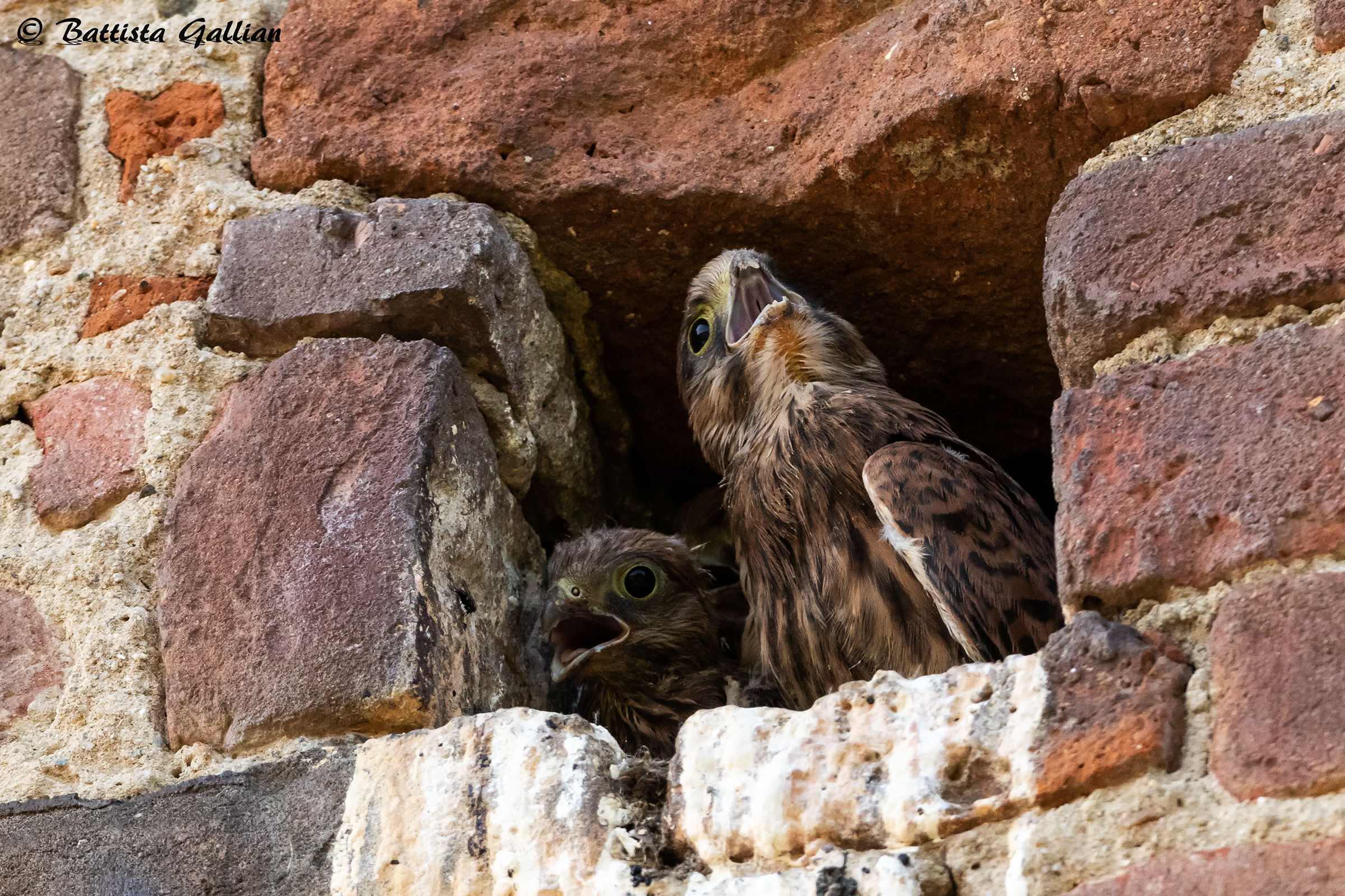 Pulli di gheppio, l'attesa.