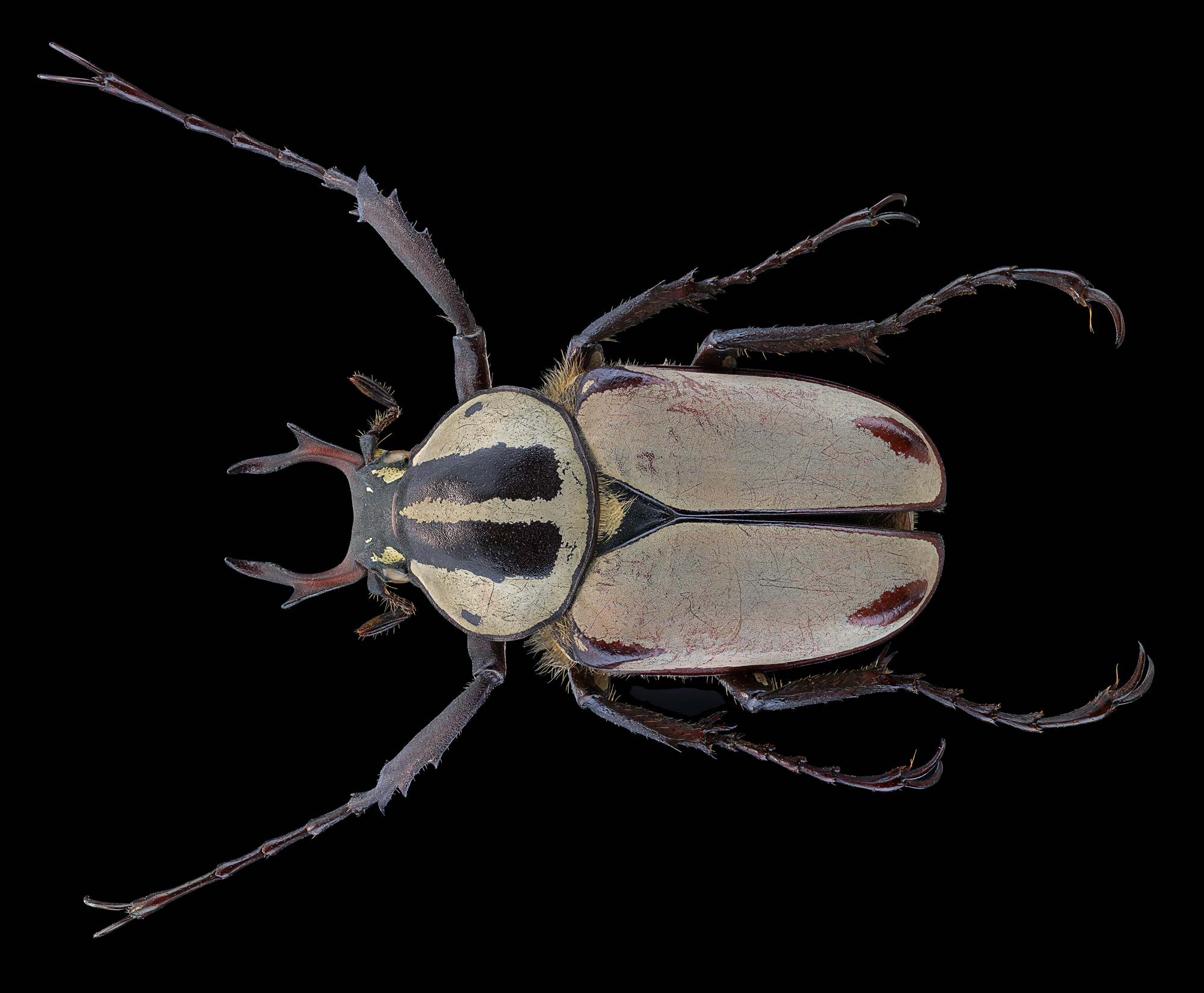 Dicranocephalus Adami