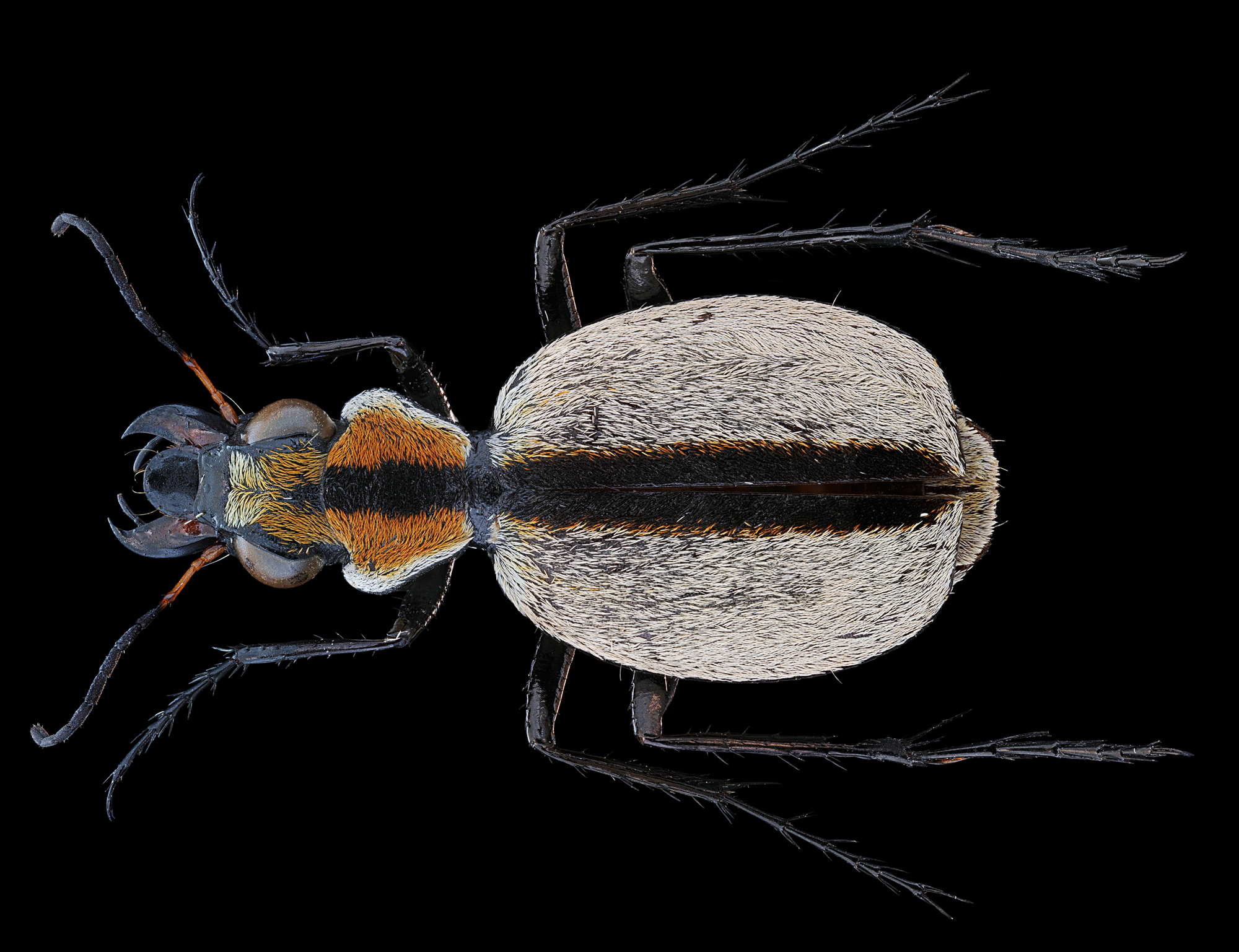 Graphipterus Subovipennis