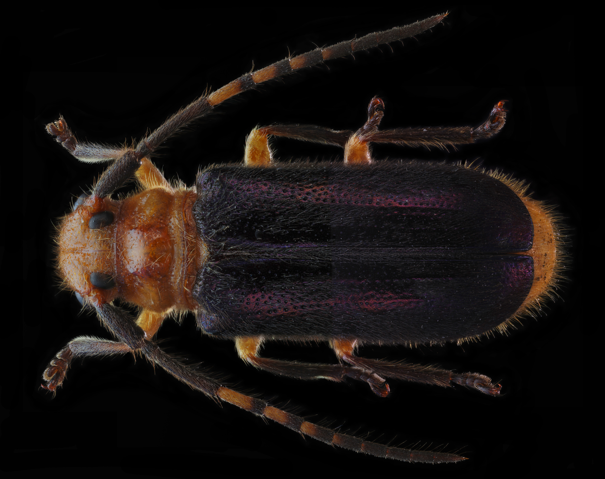 Astathes (Tetraophthalmus) Episcopalis