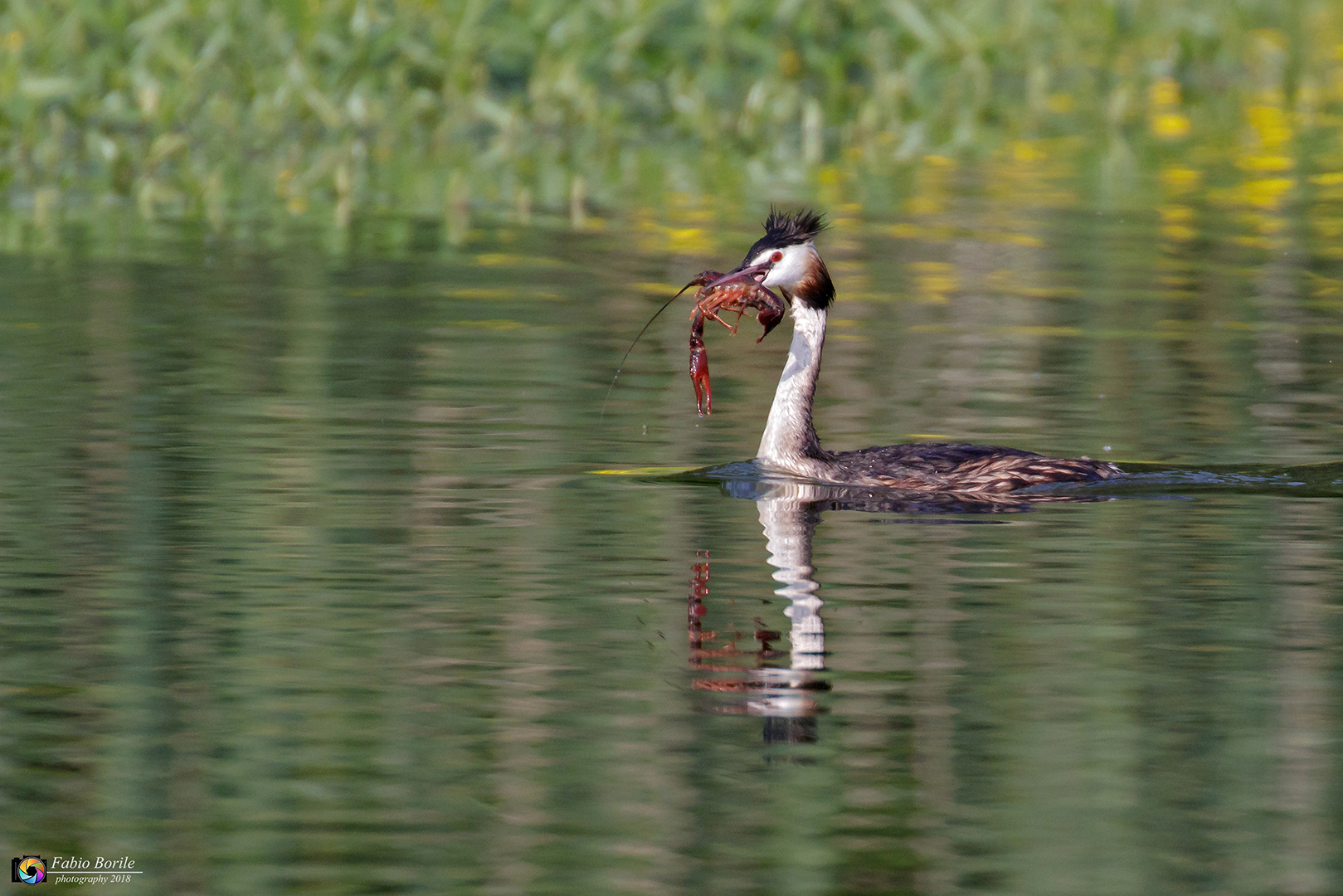 Grebe with Prey