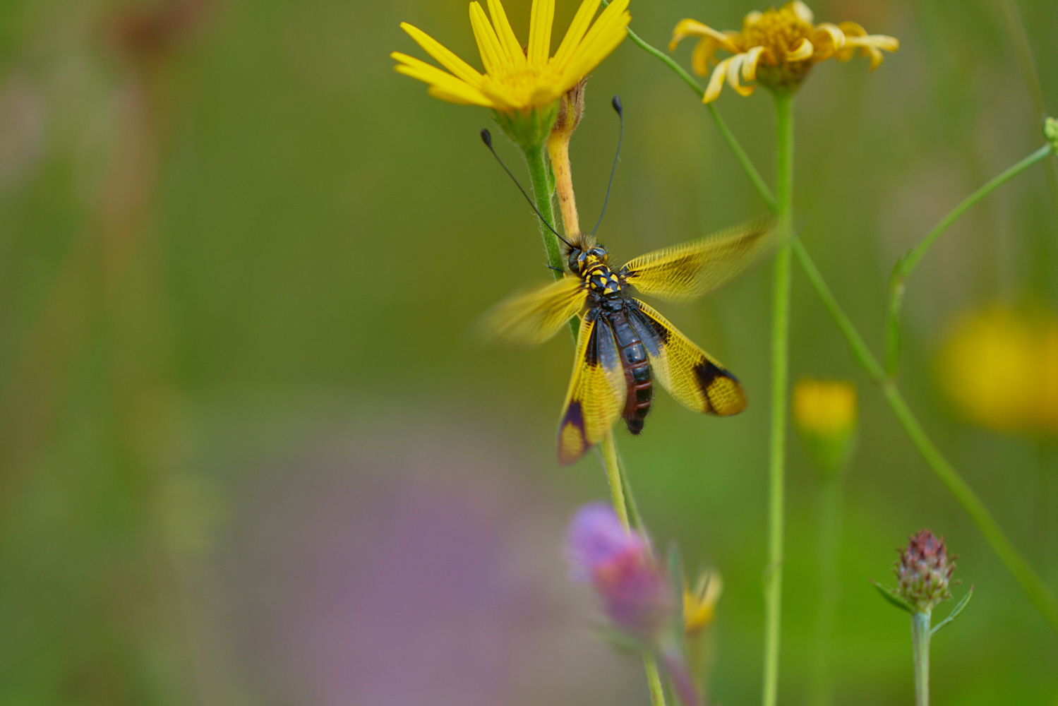 Scaldiamo i motori....