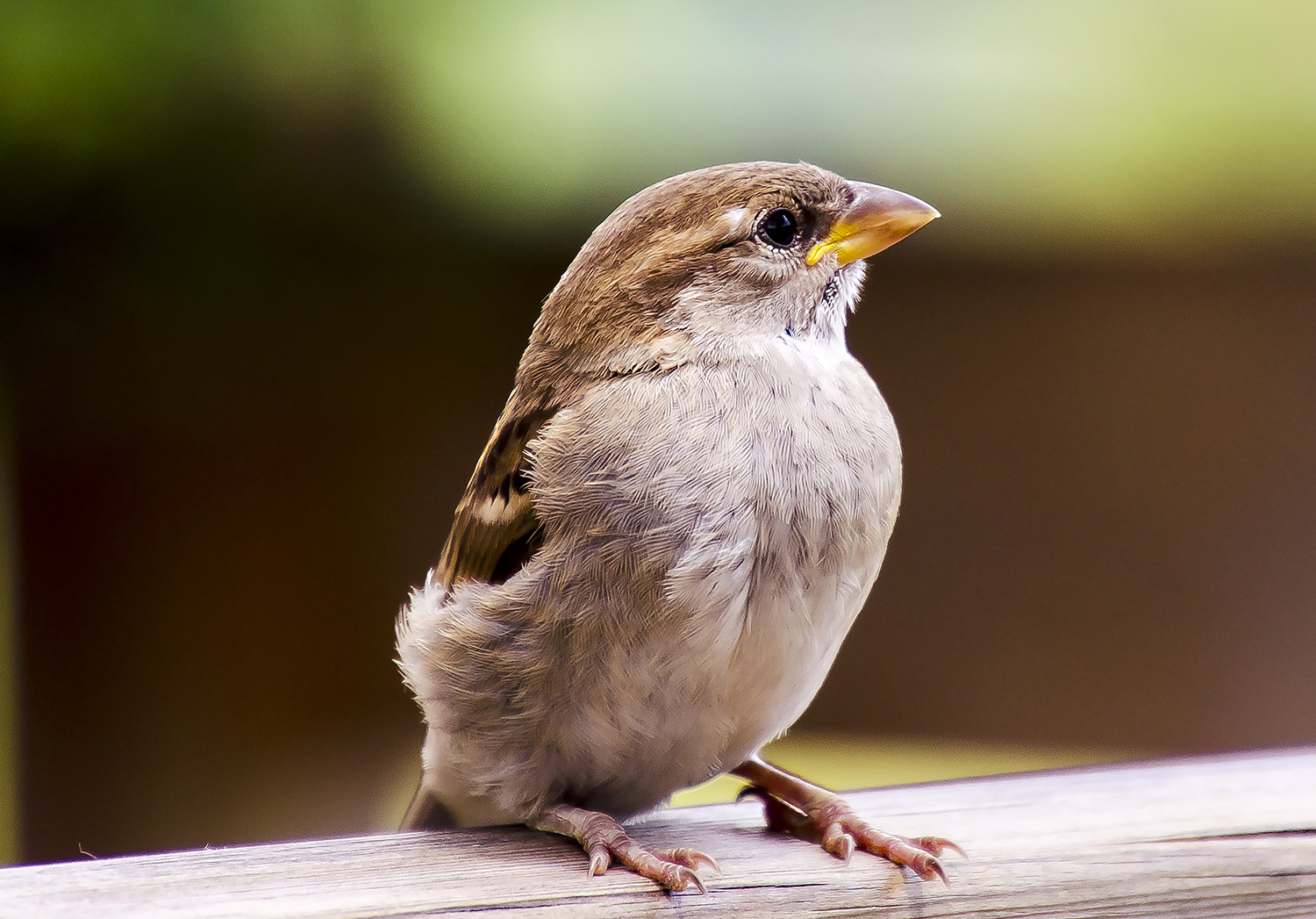 Waiting for a few crumbs
