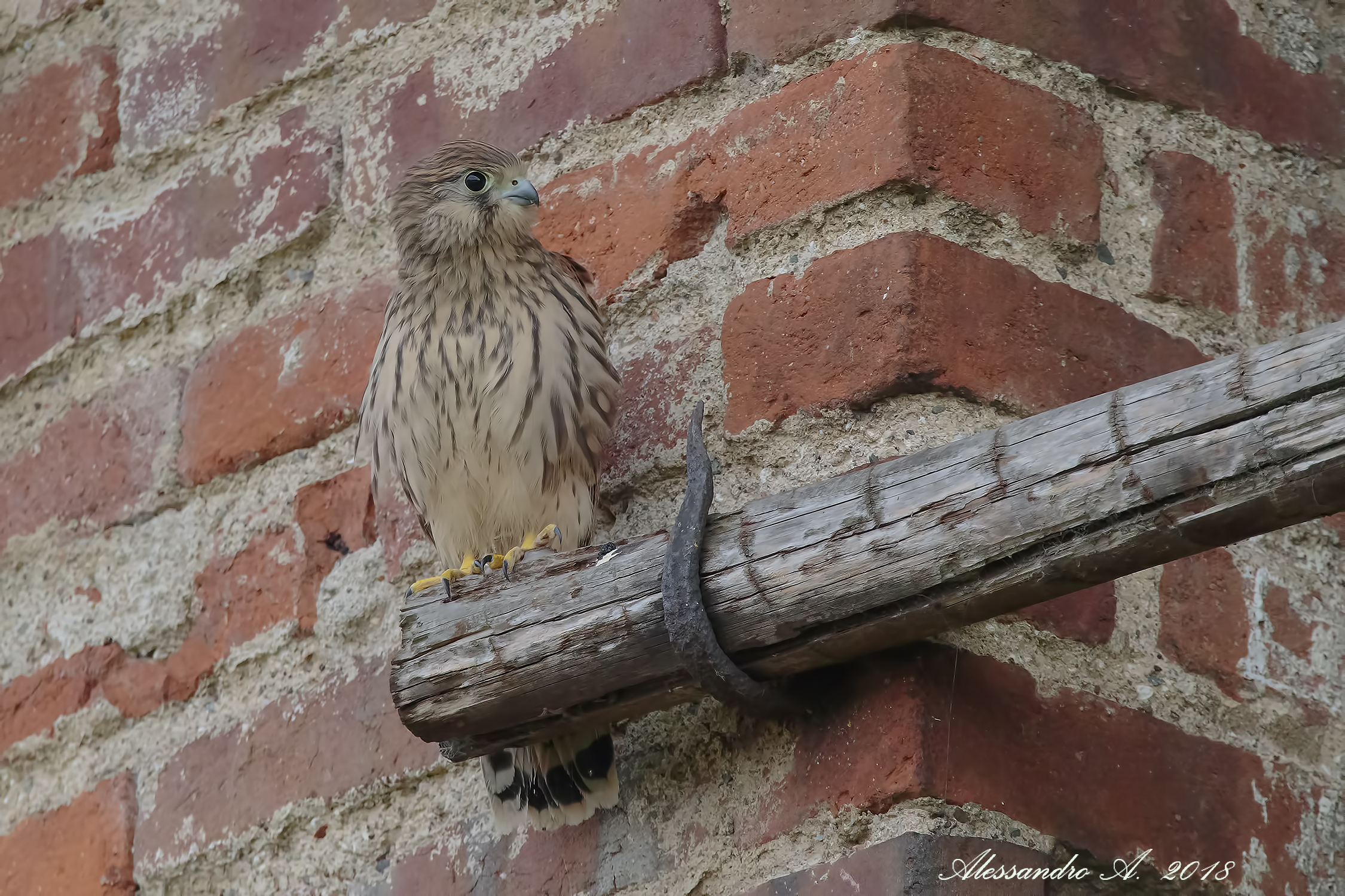Gheppio femmina juv